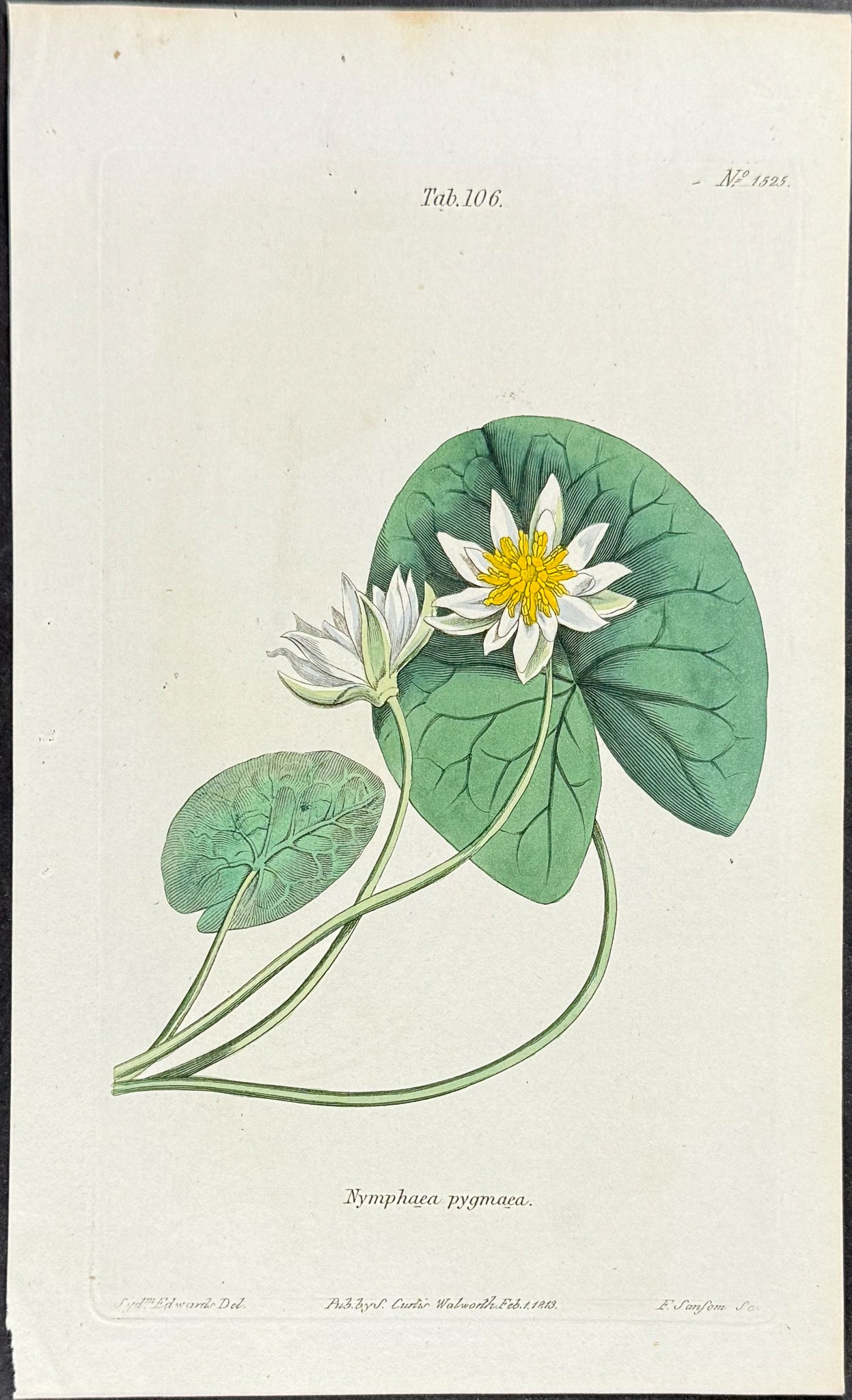 Water Lily