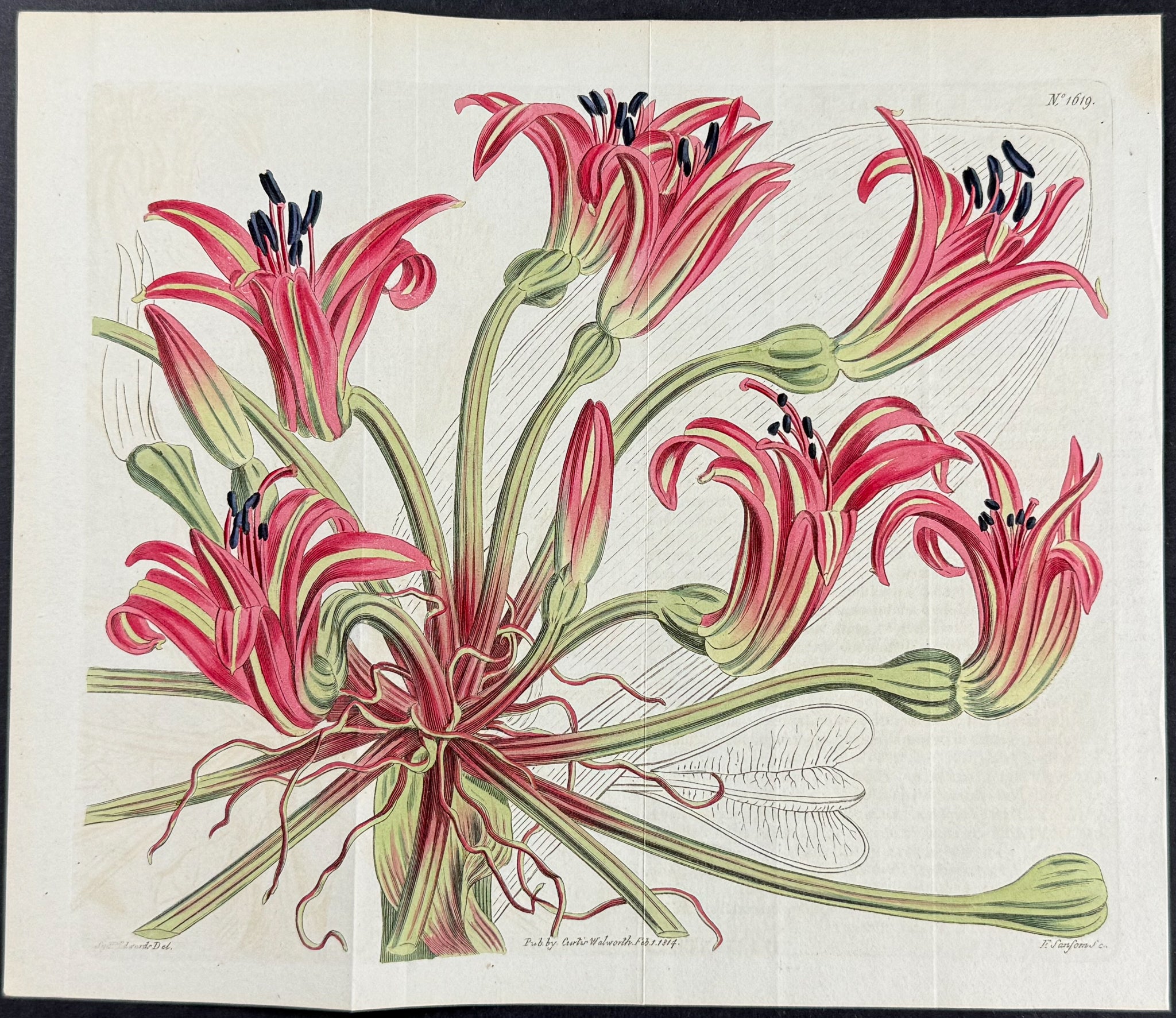 Scarlet Brunswic-Lily, or Chandelier-Flower