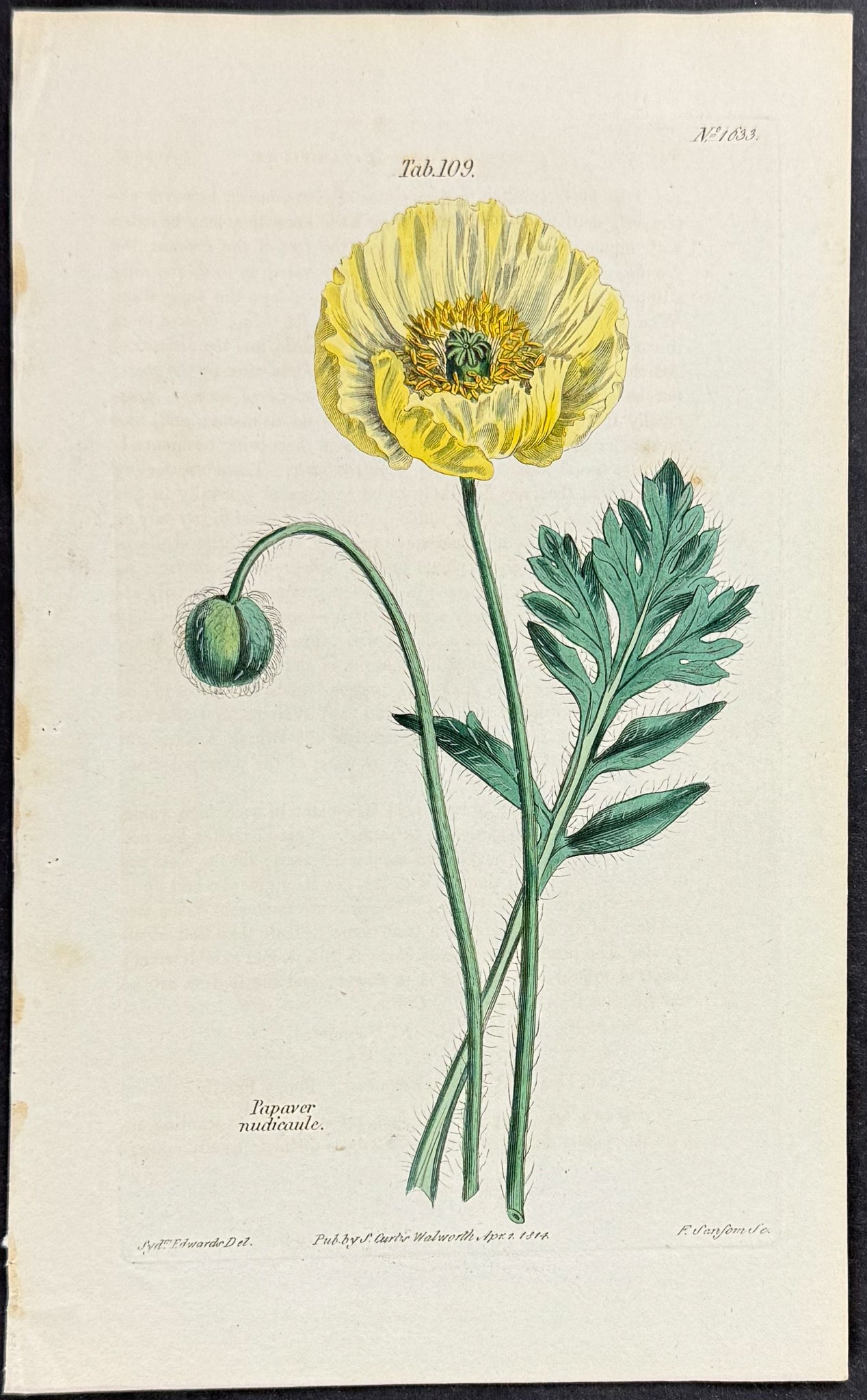 Poppy [Papaver nudicaule]
