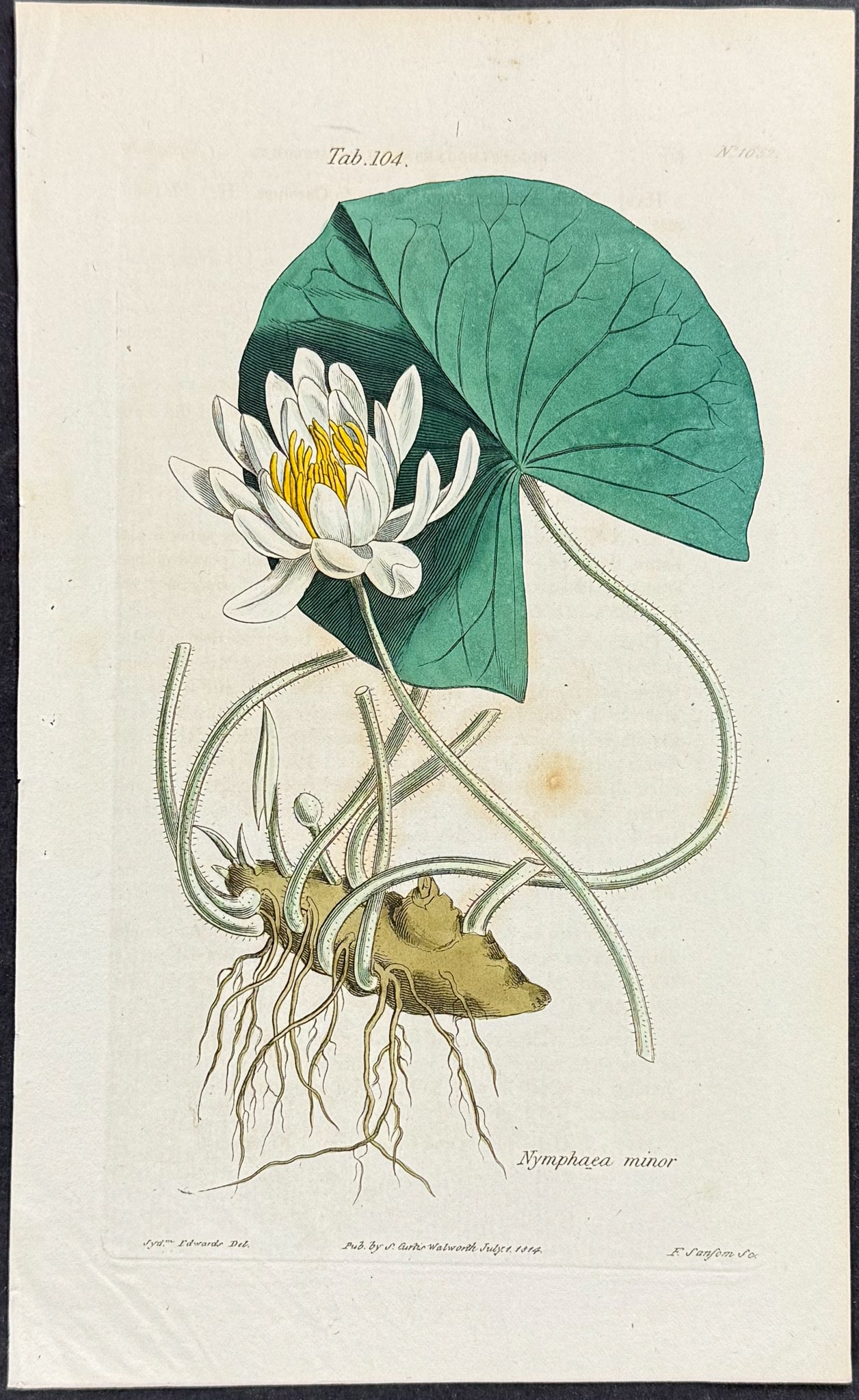 Water Lily