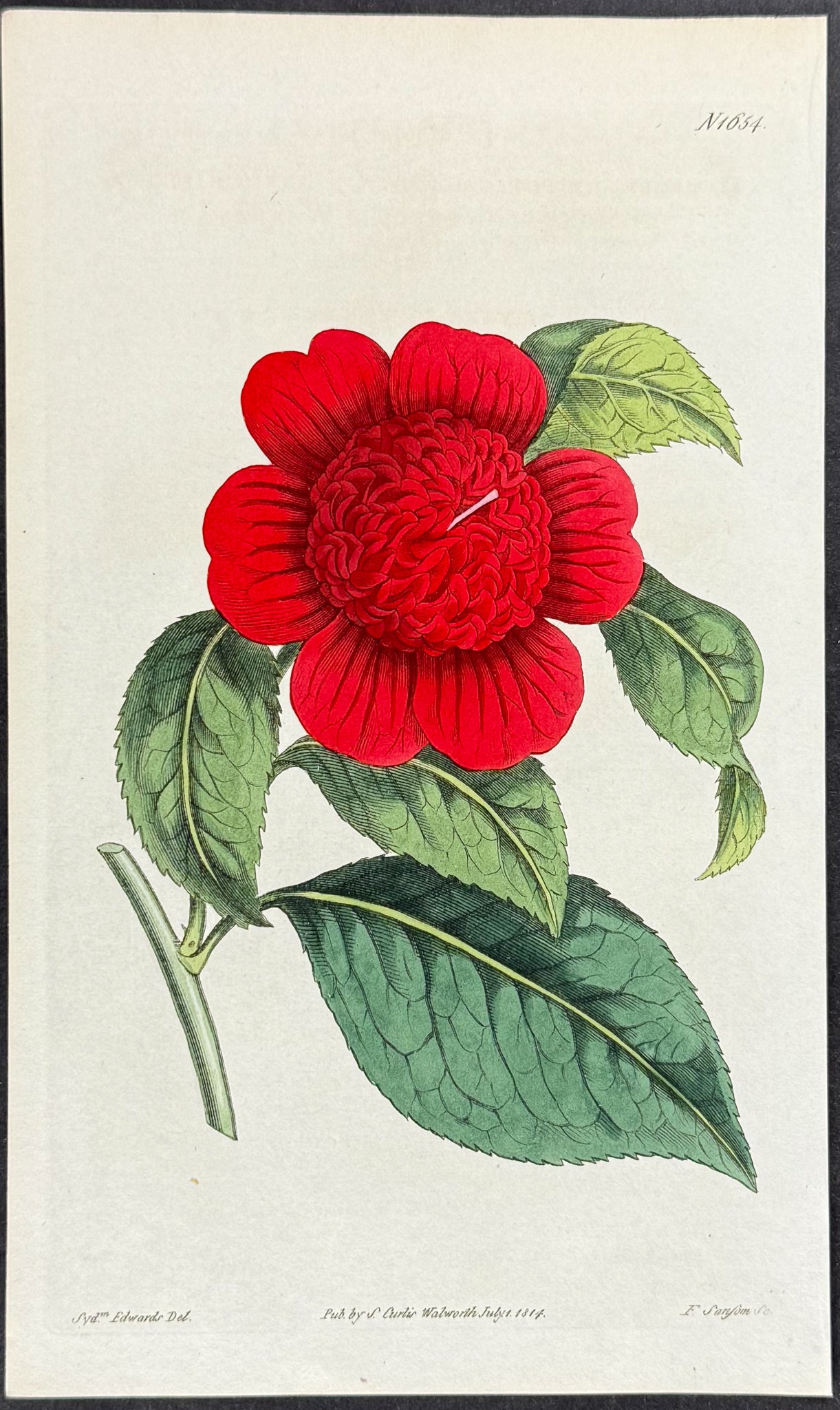 Anemone-flowered or Warrata'h Camellia (Native to Australia)