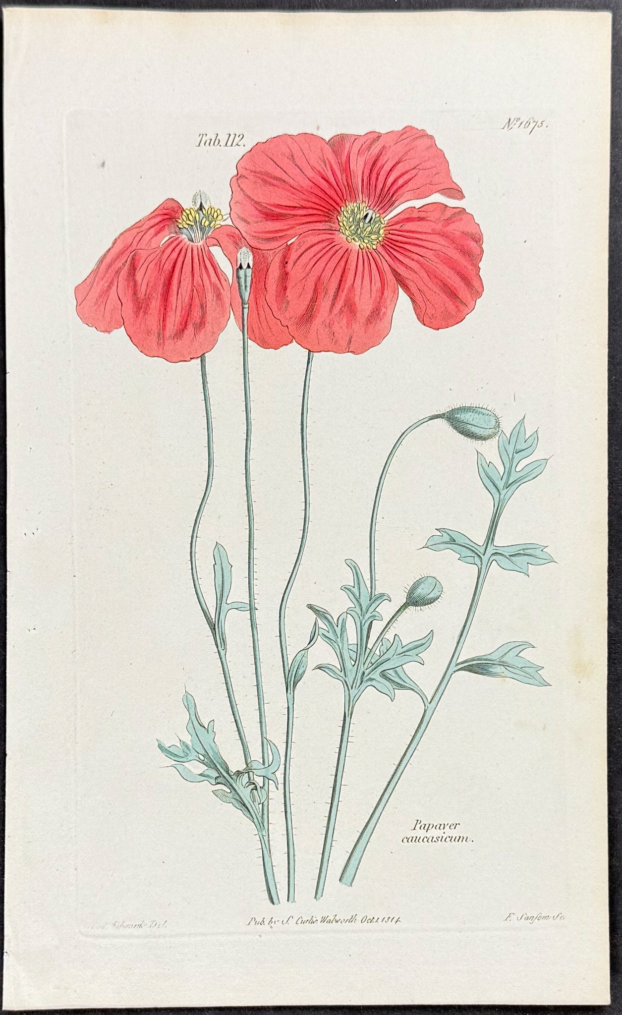 Poppy [Papaver caucasicum]