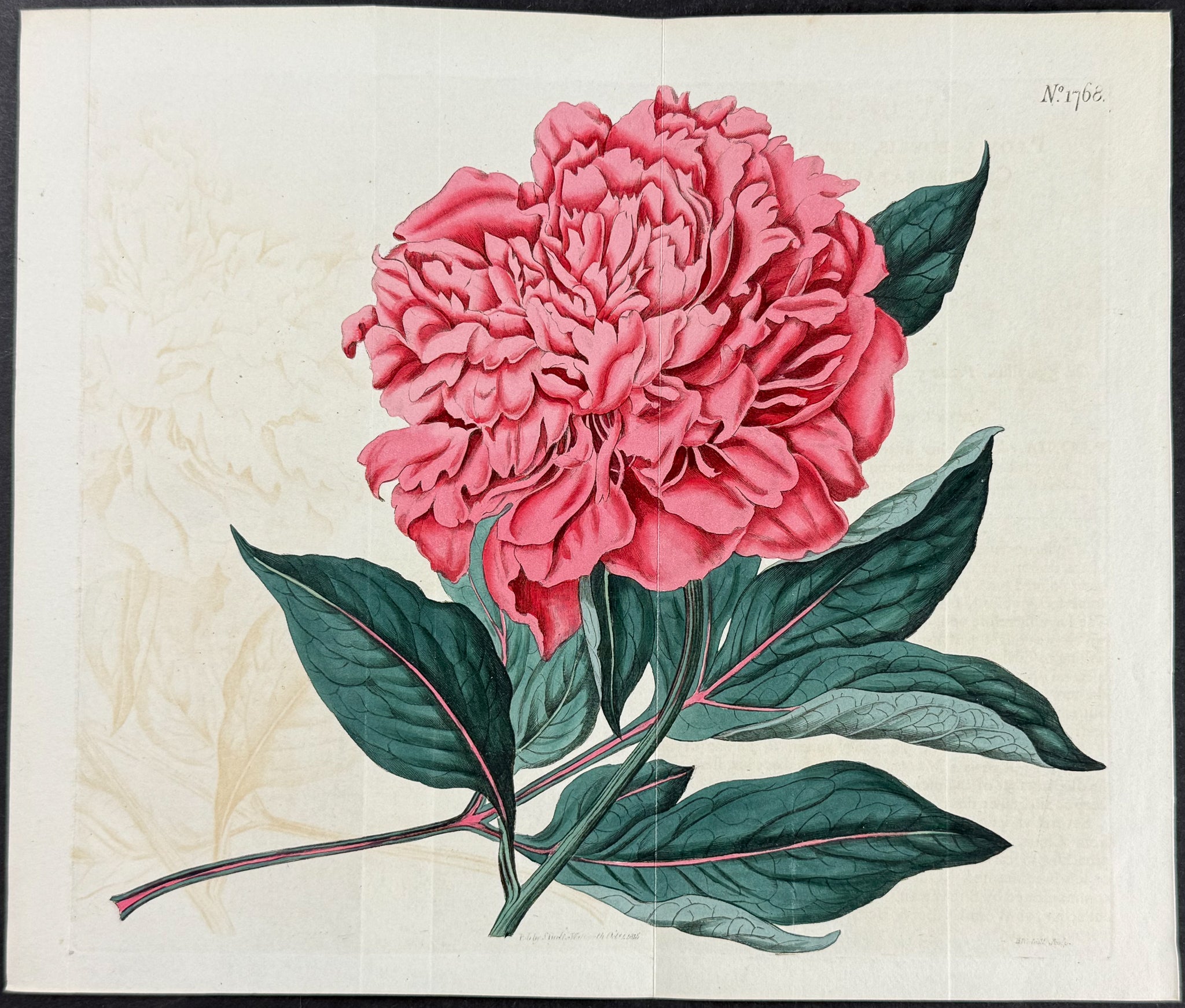 Chinese Eatable Peony