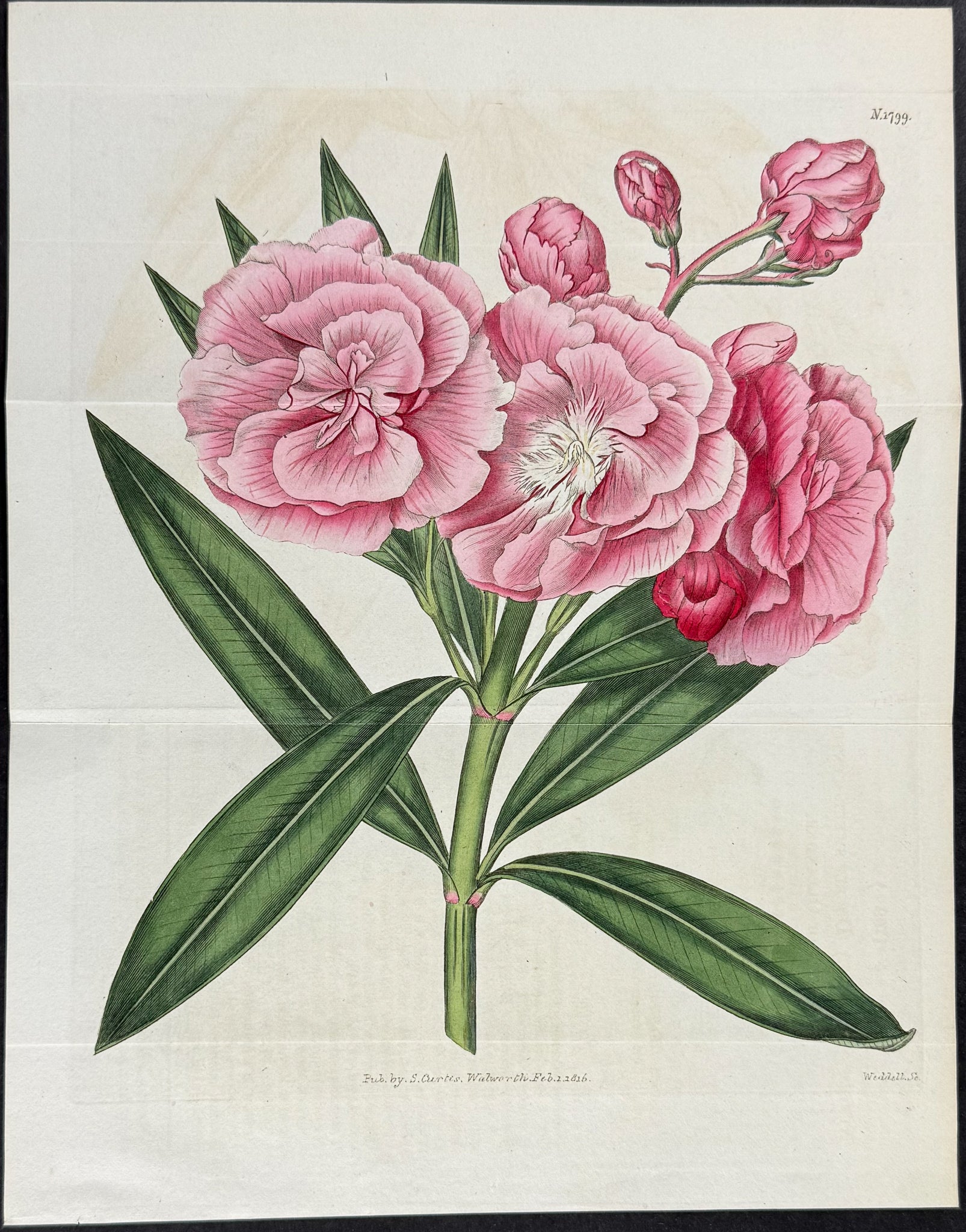 Double Sweet-scented Rosebay or Oleander