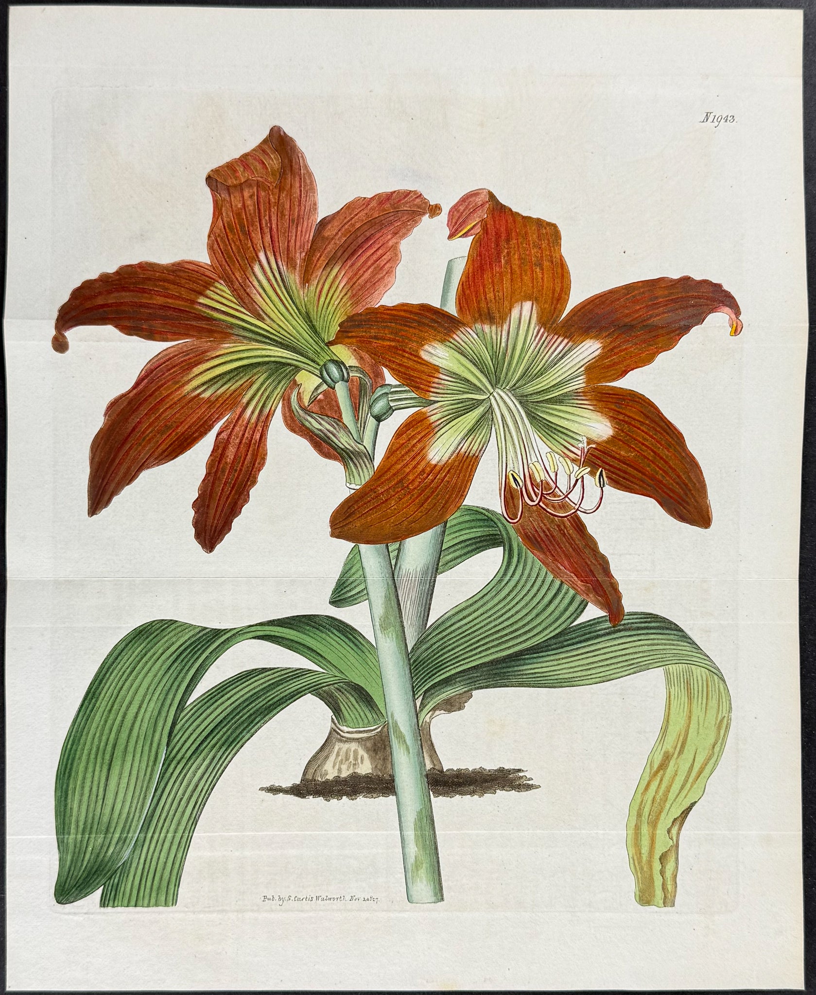 Mountain Lake Lily