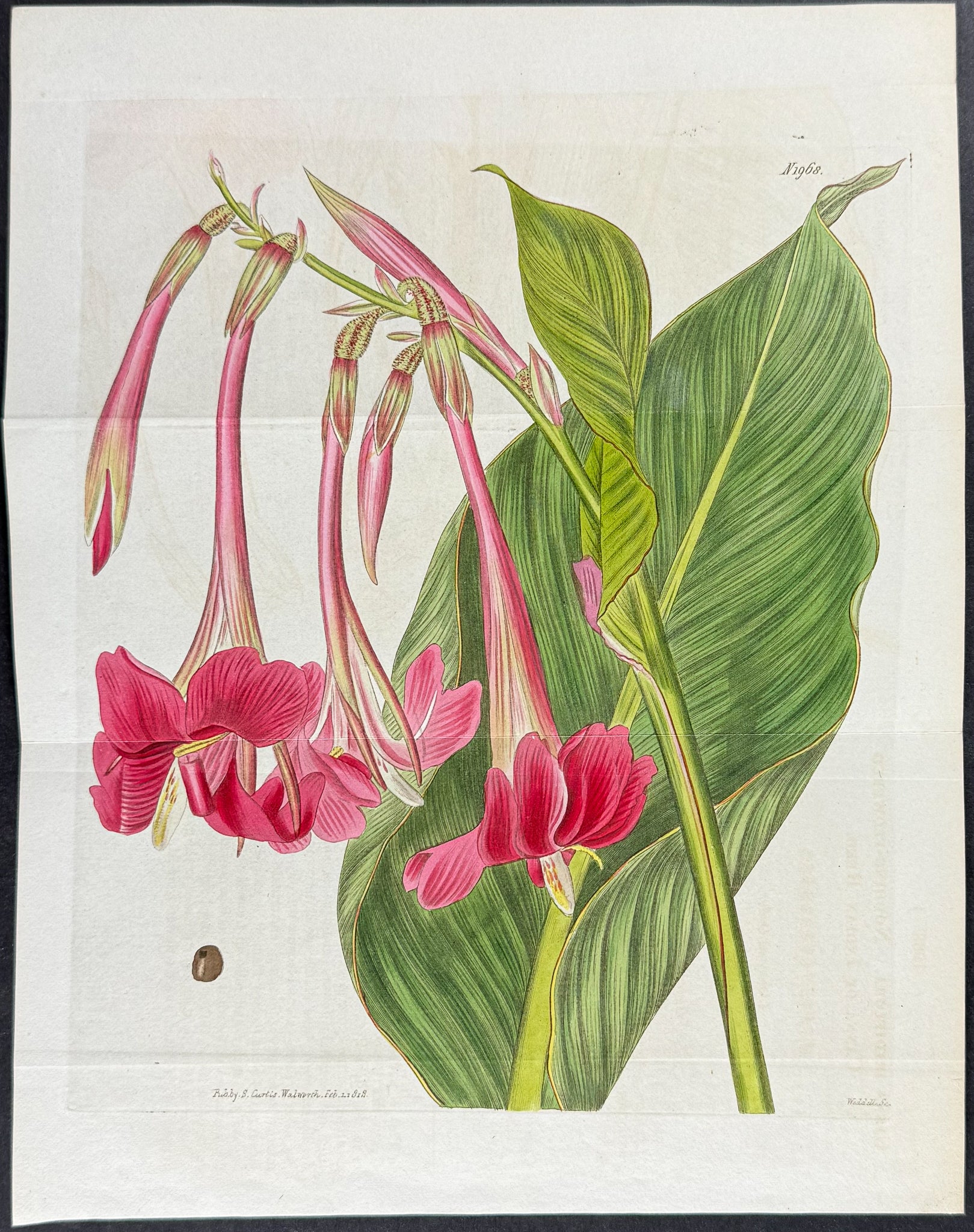 Nodding-flowered Canna or Indian Reed