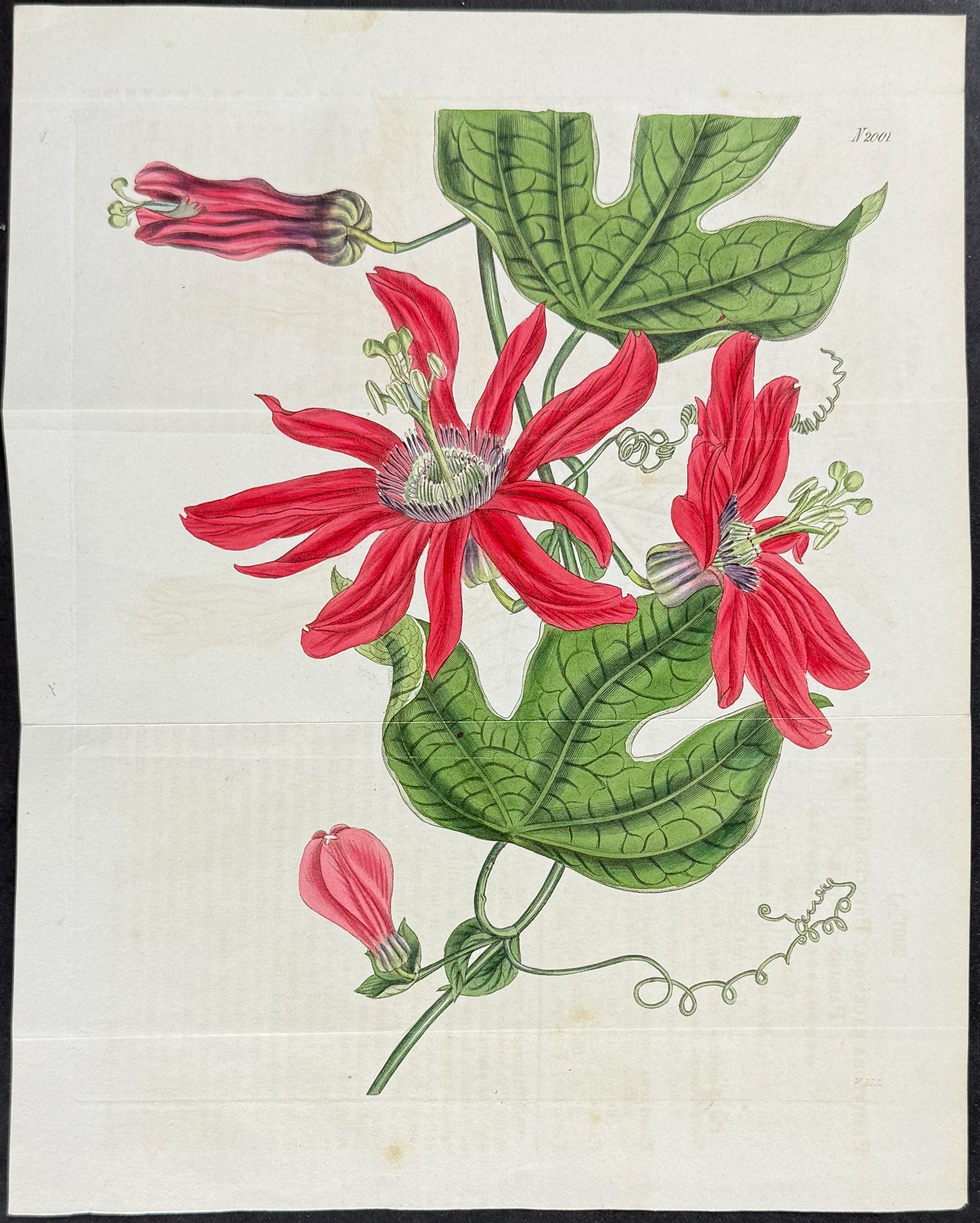 Princess Charlotte's Passion-Flower