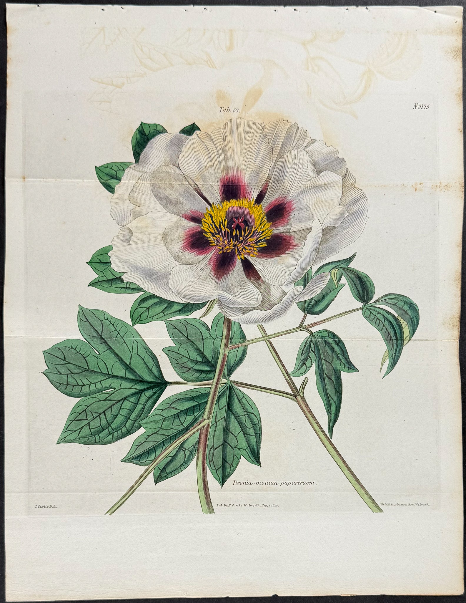 Peony [Paeonia moutan papaveracea]