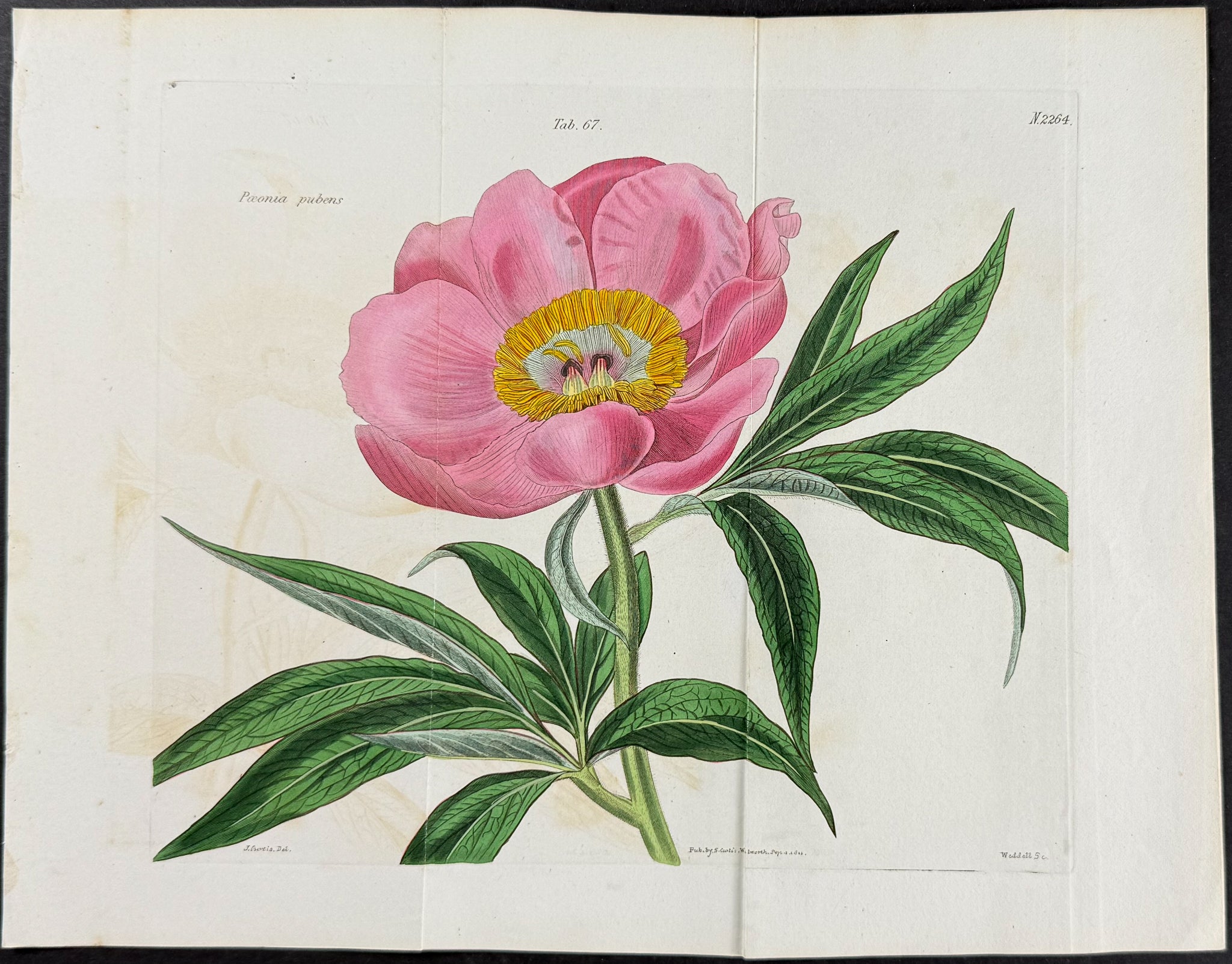 Peony [Paeonia pubens]