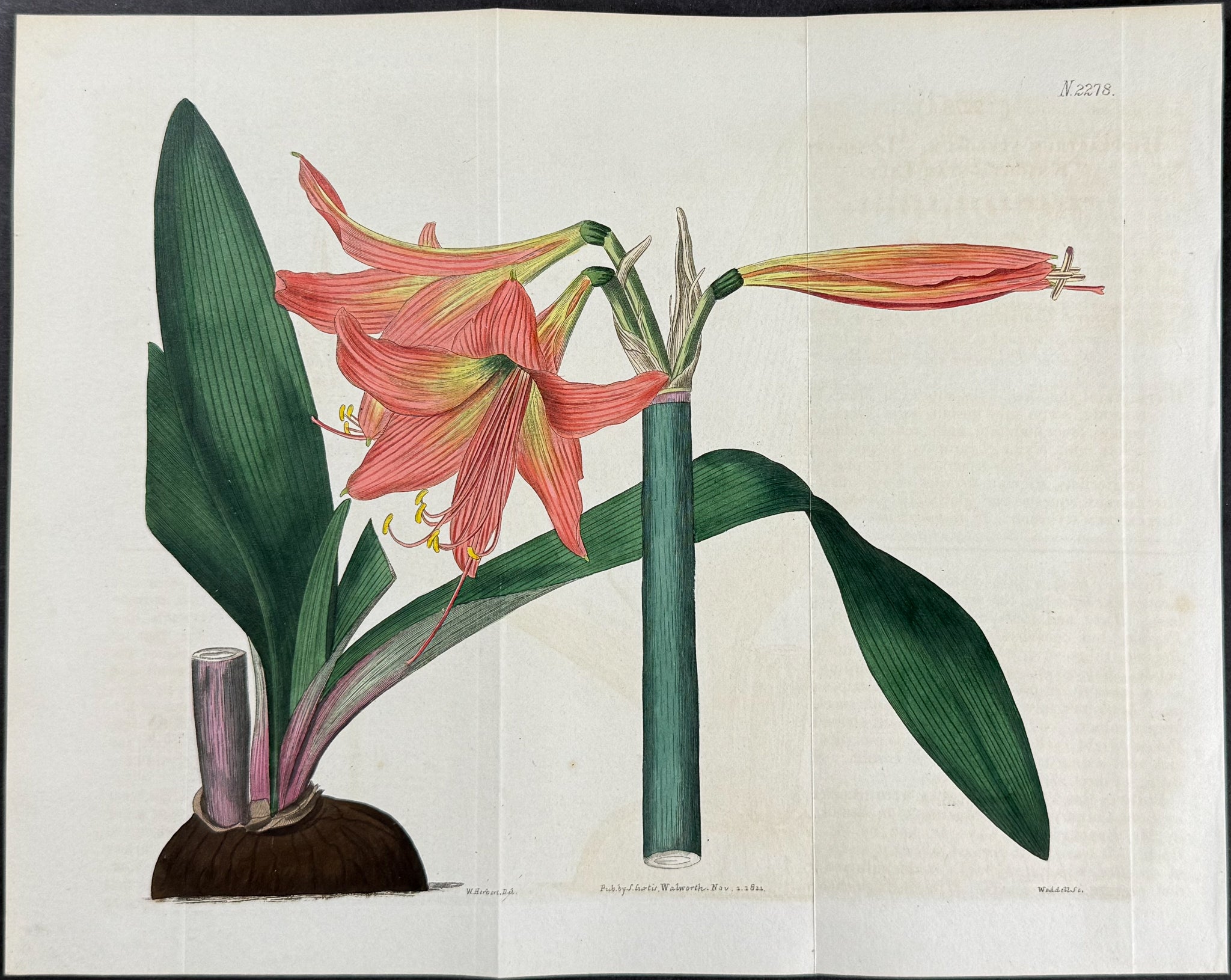 Long-styled Knight's-Star Lily