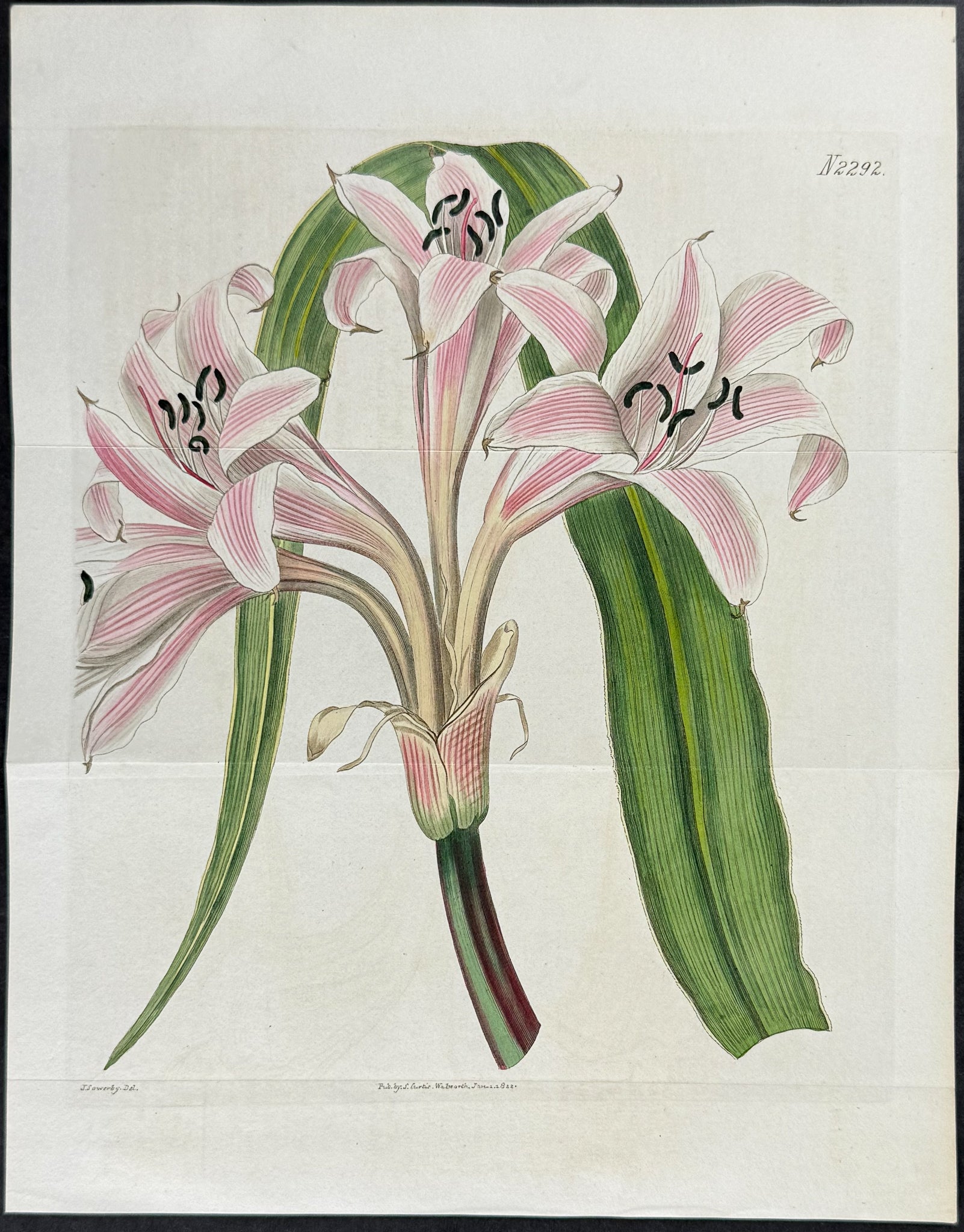 Molucca Crinum