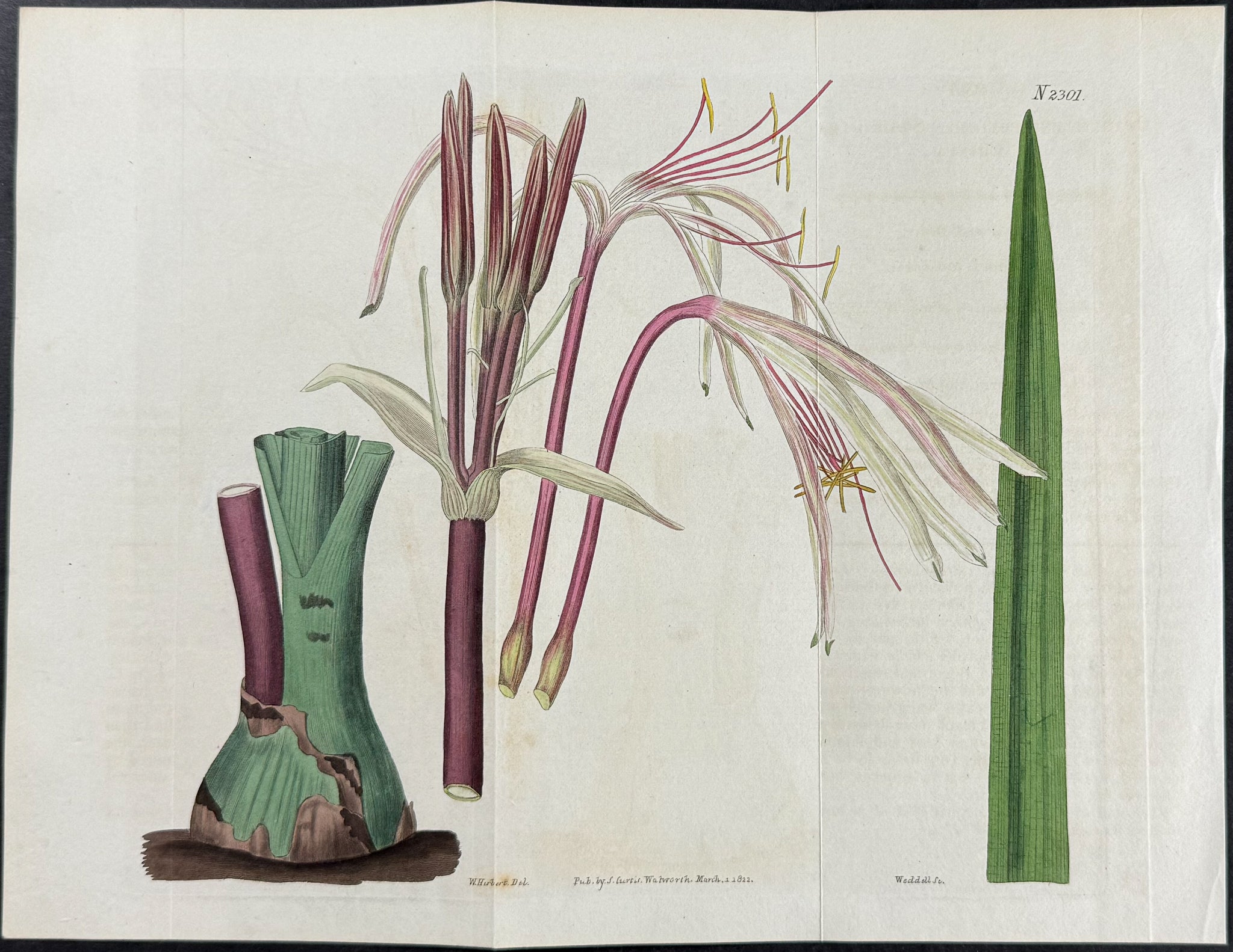Sword-leaved Crinum