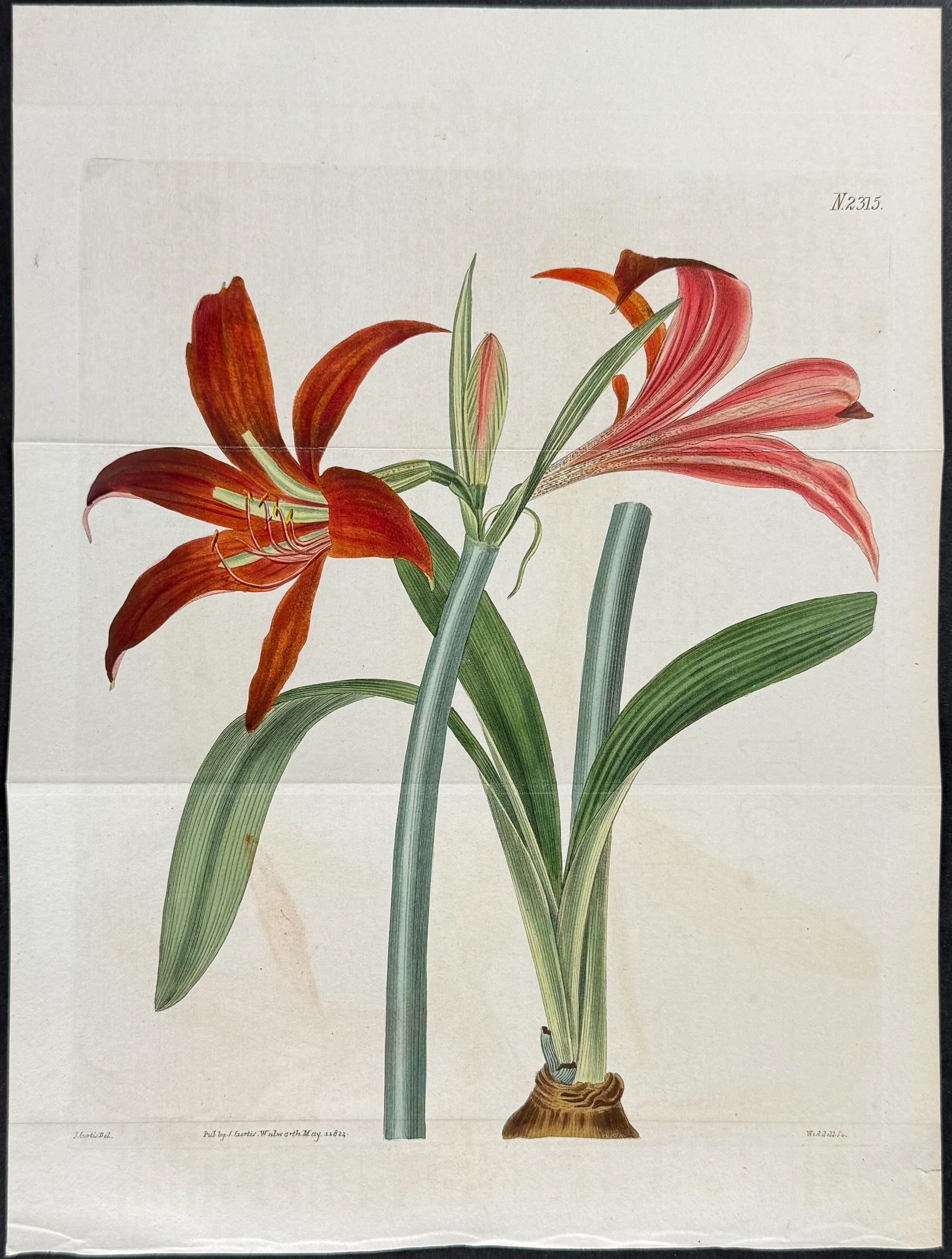Long-spathed, hybrid Knight's-Star-Lily