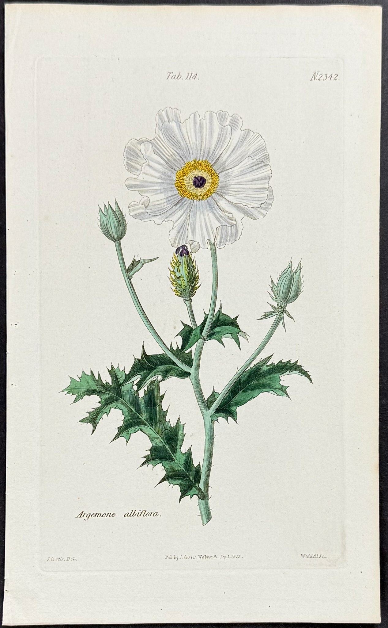 White Prickly Poppy [Argemone albiflora]