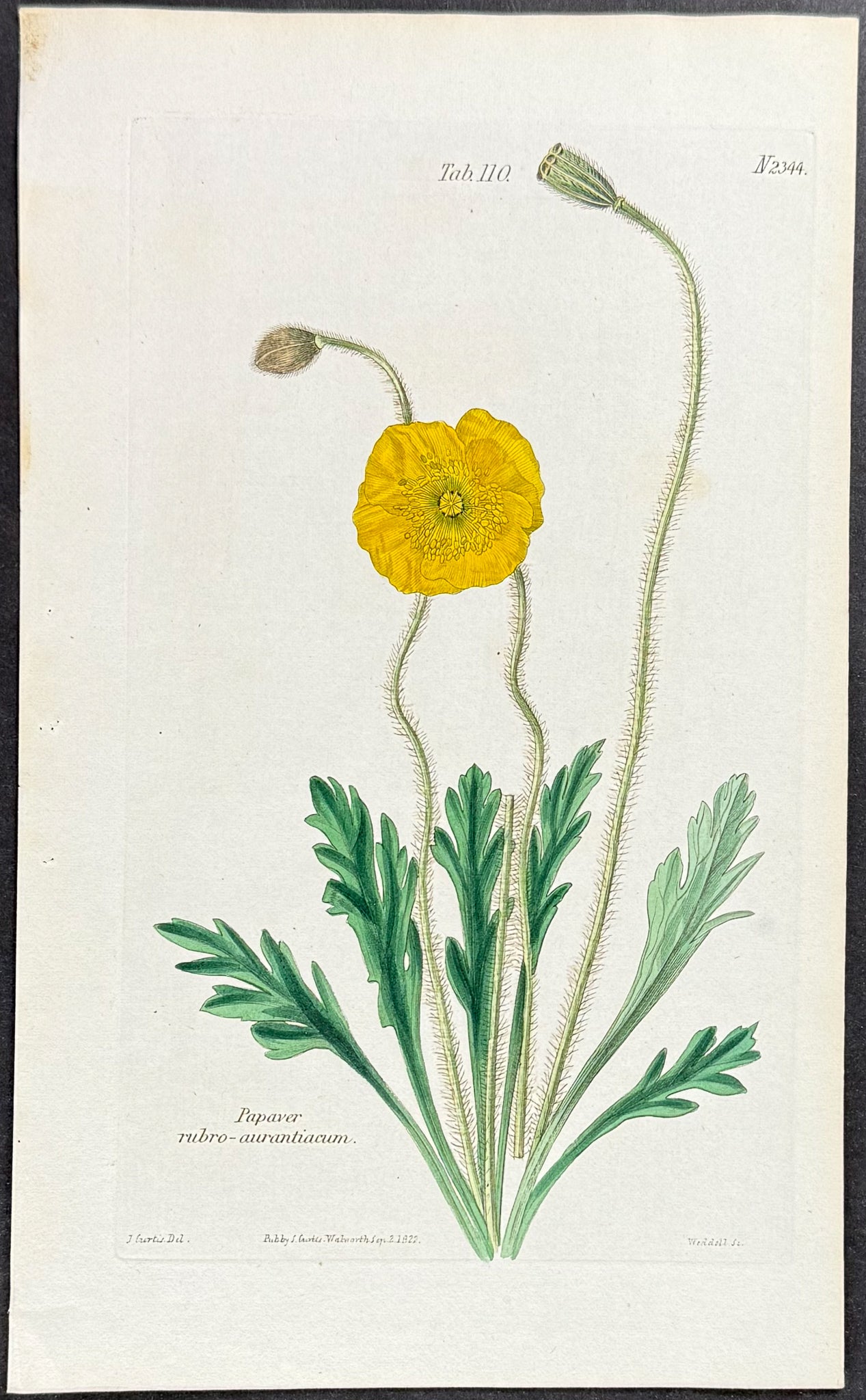 Poppy [Papaver rubro-aurantiacum]