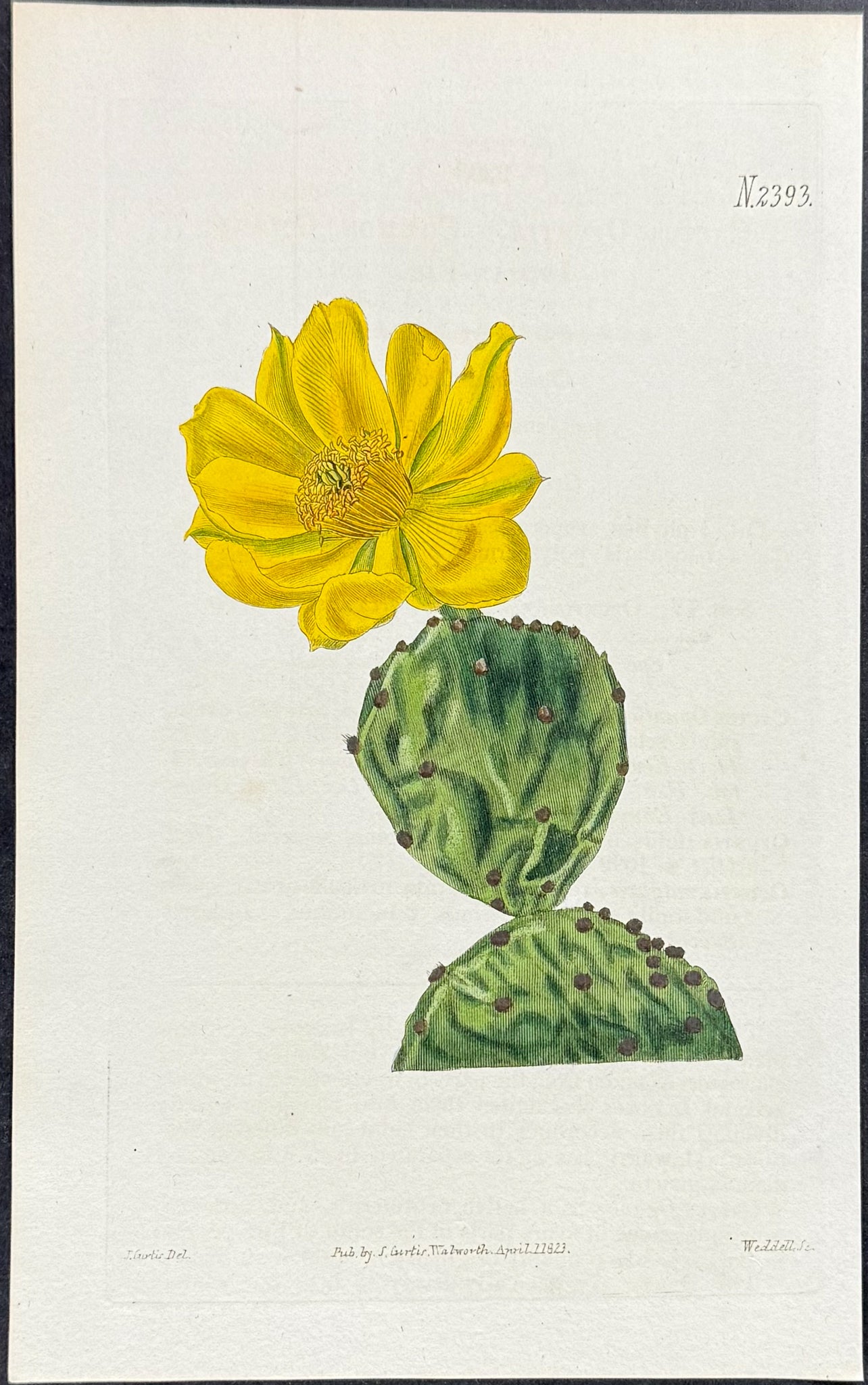Cactus: Common Dwarf Indian-Fig