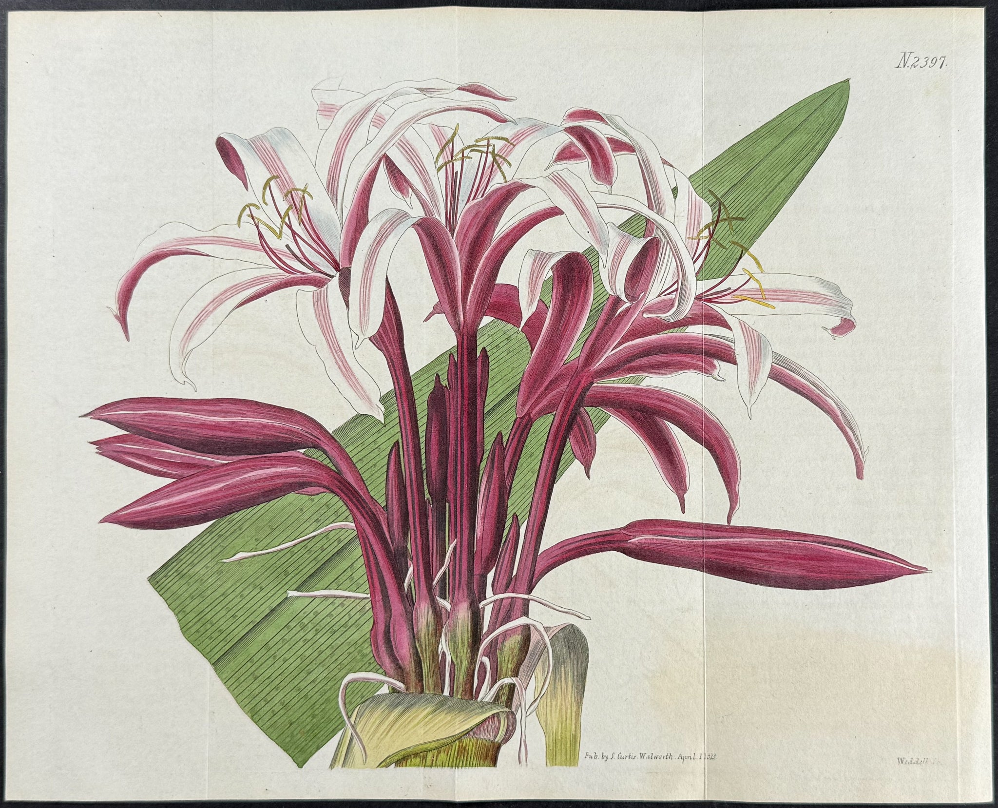 Stately Crinum