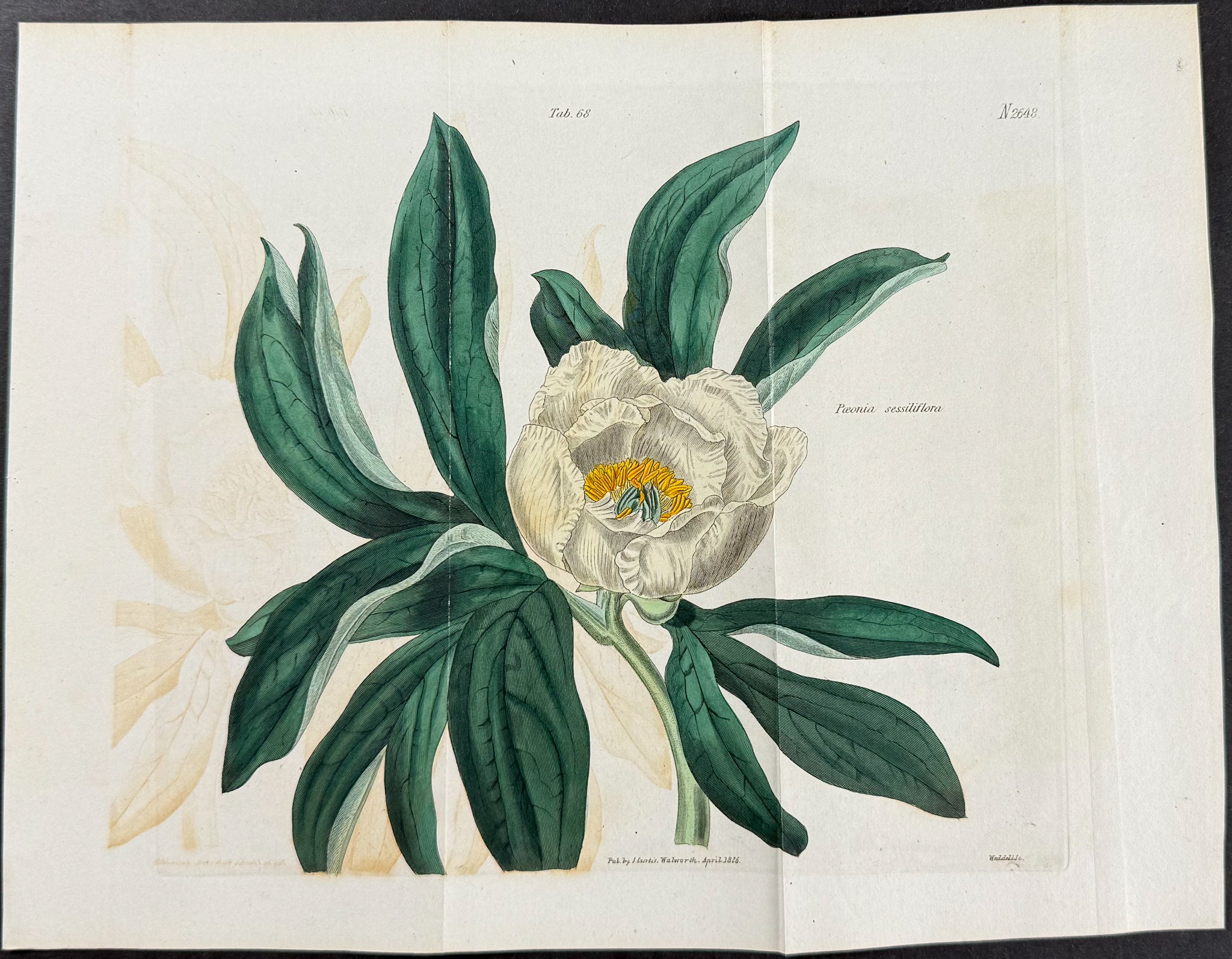 Peony [Paeonia sessiliflora]
