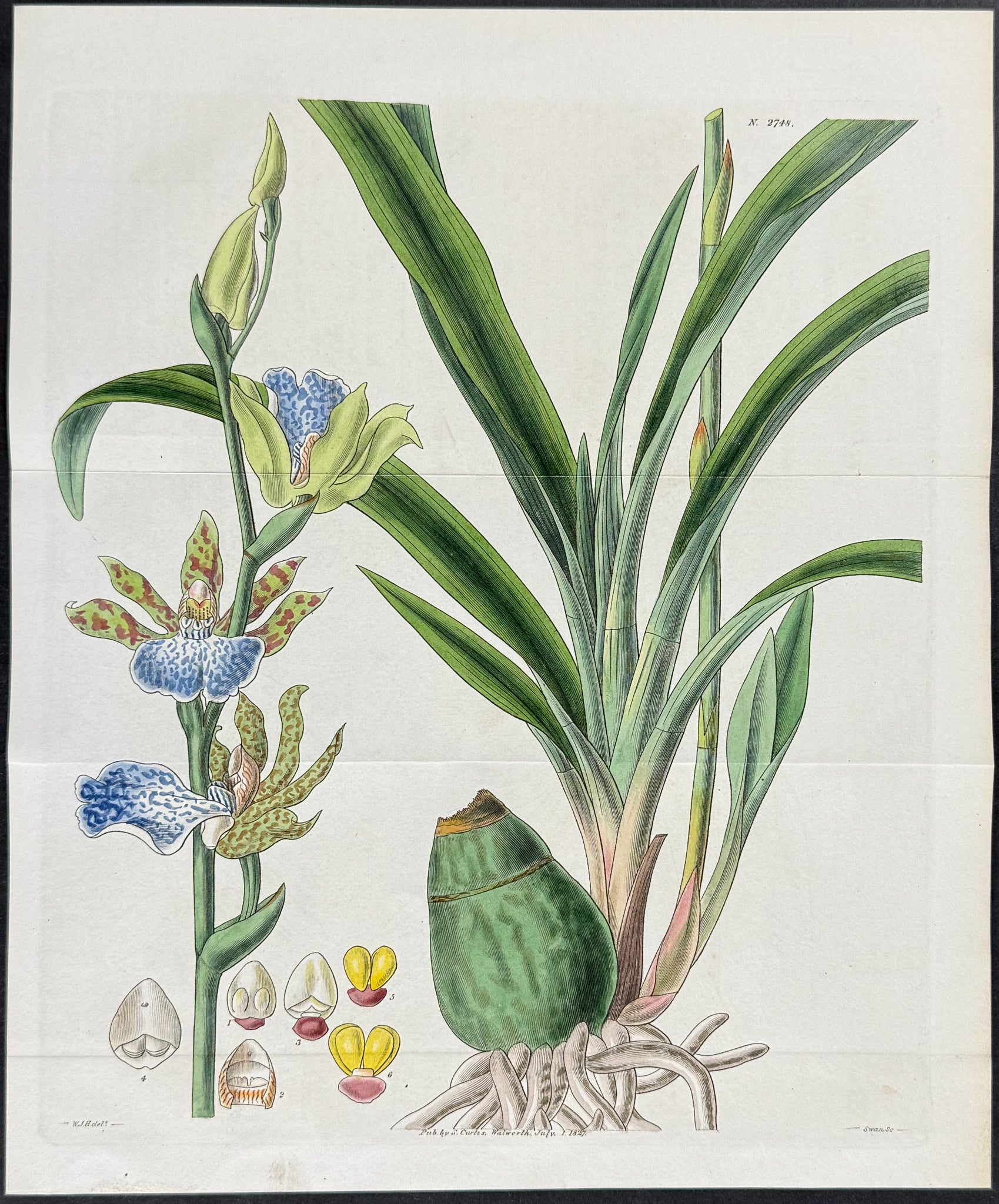Orchid: Mr. Mackay's Zygopetalon
