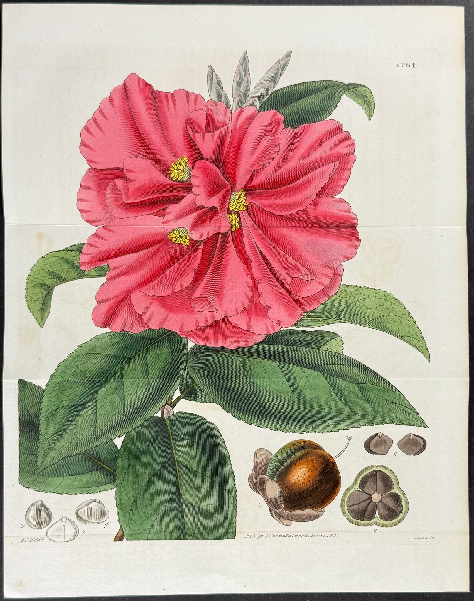 Captain Rawes's Camellia
