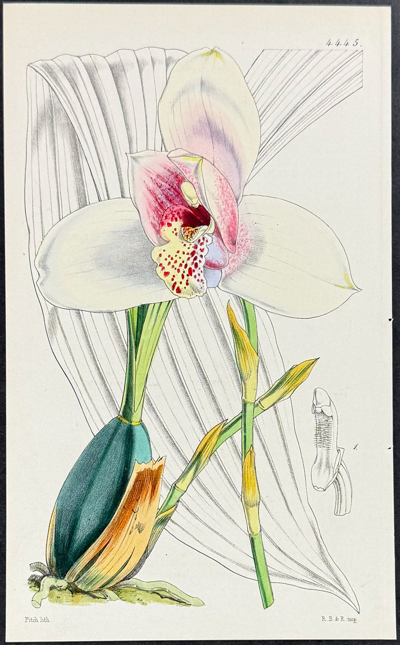 Orchid [Lycaste Skinneri]