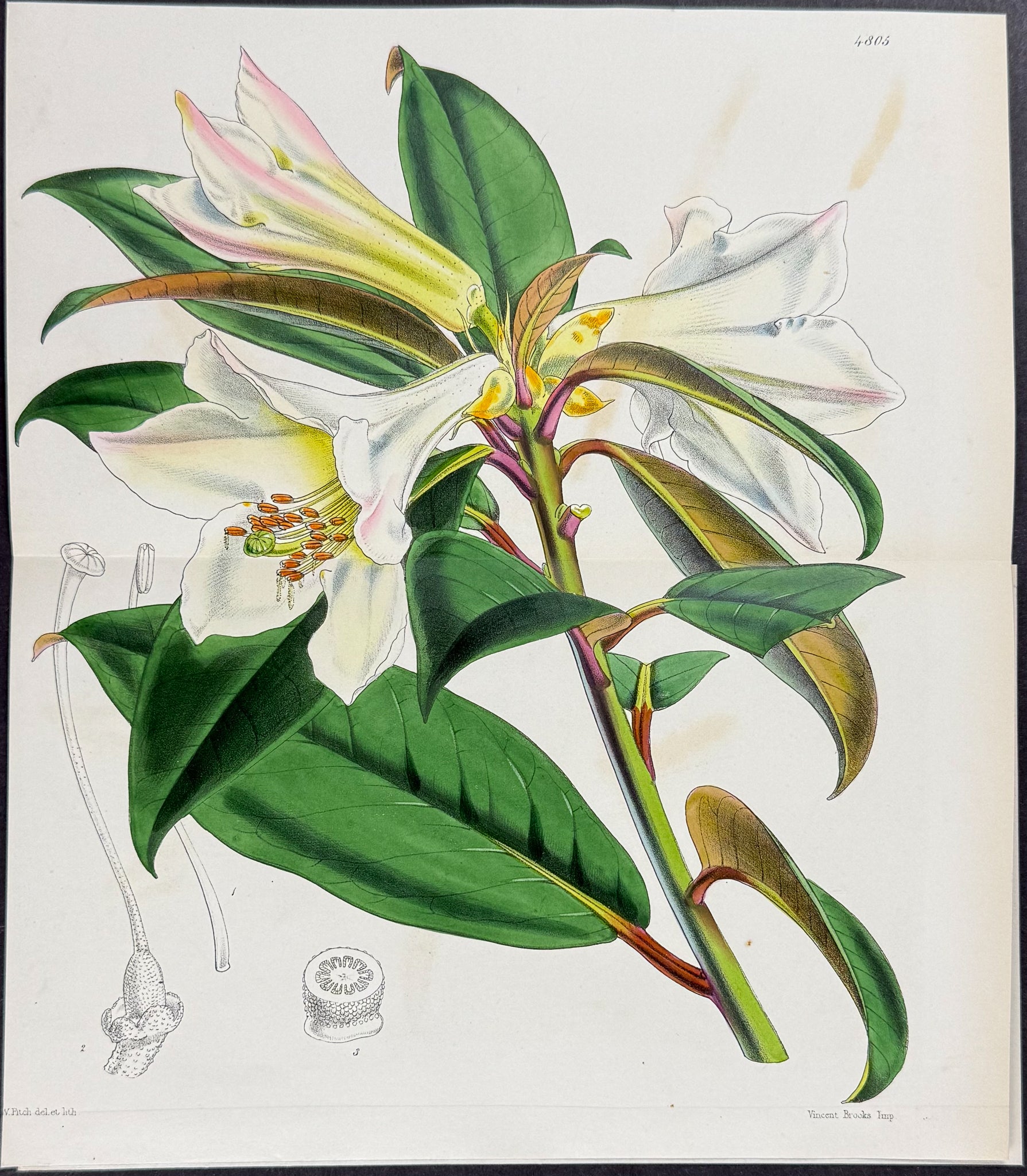 Major Madden's Rhododendron