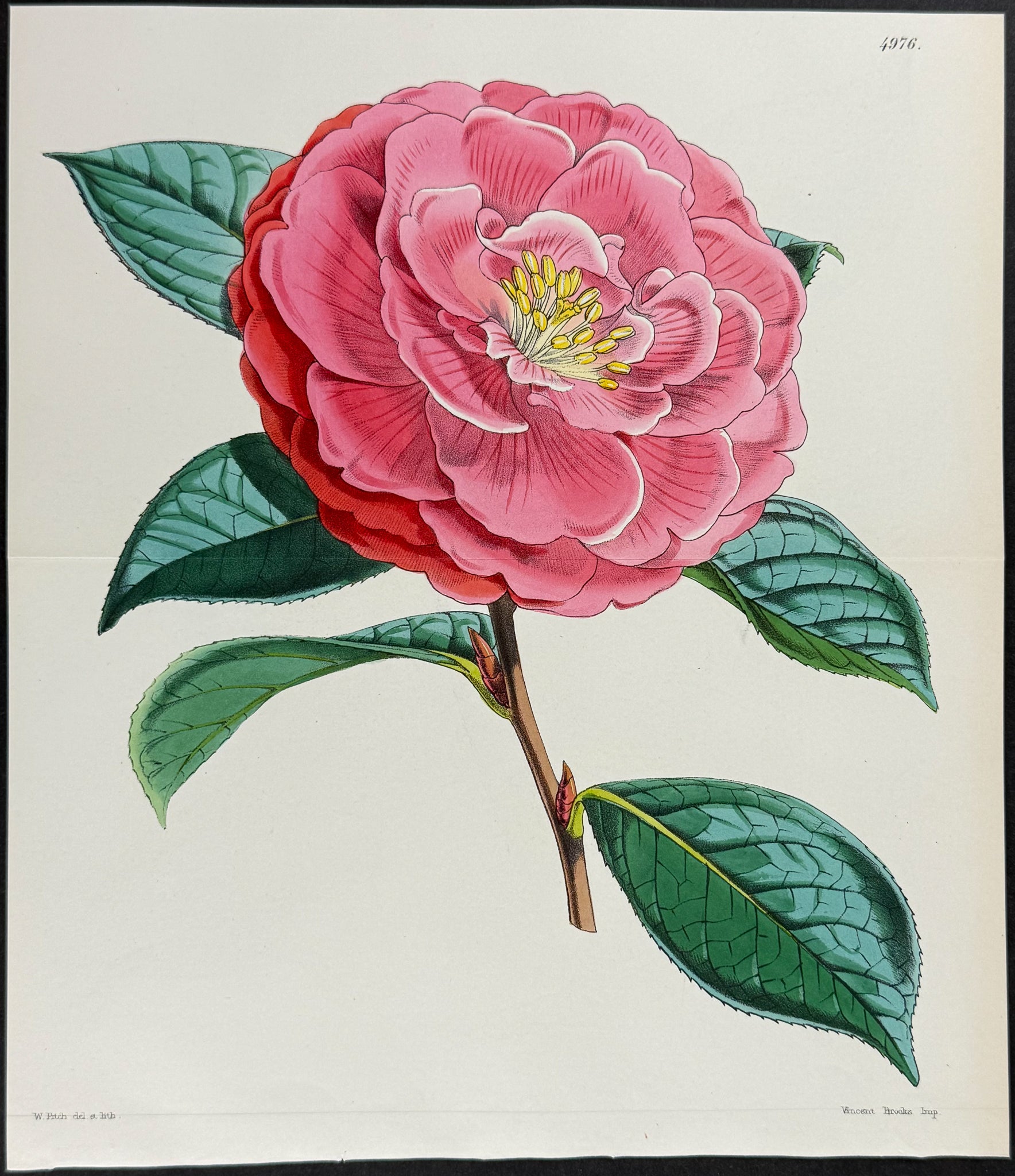Camellia [Camellia reticulata]