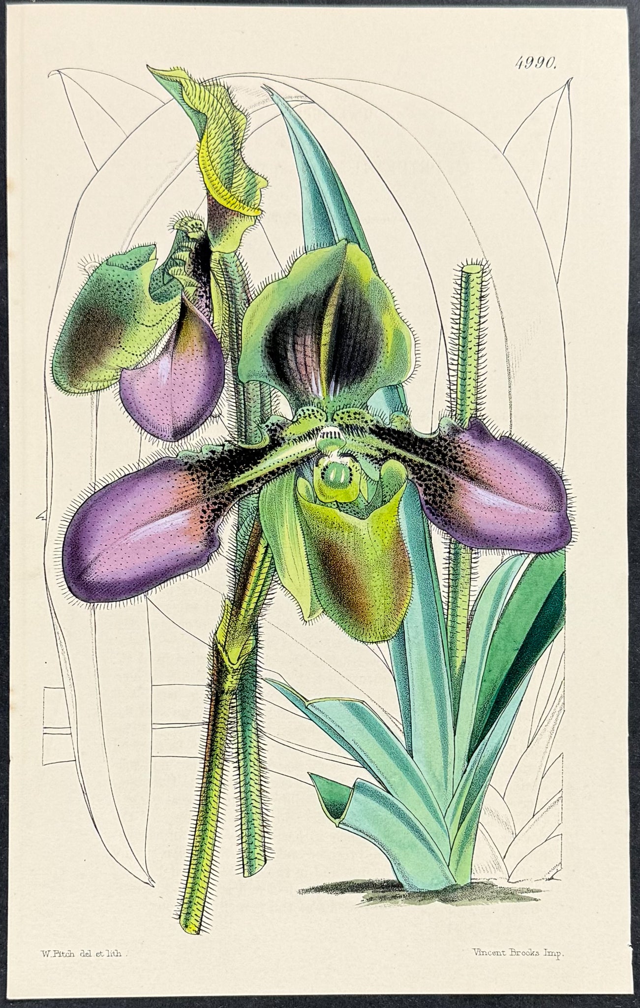 Orchid: Villous Lady's Slipper