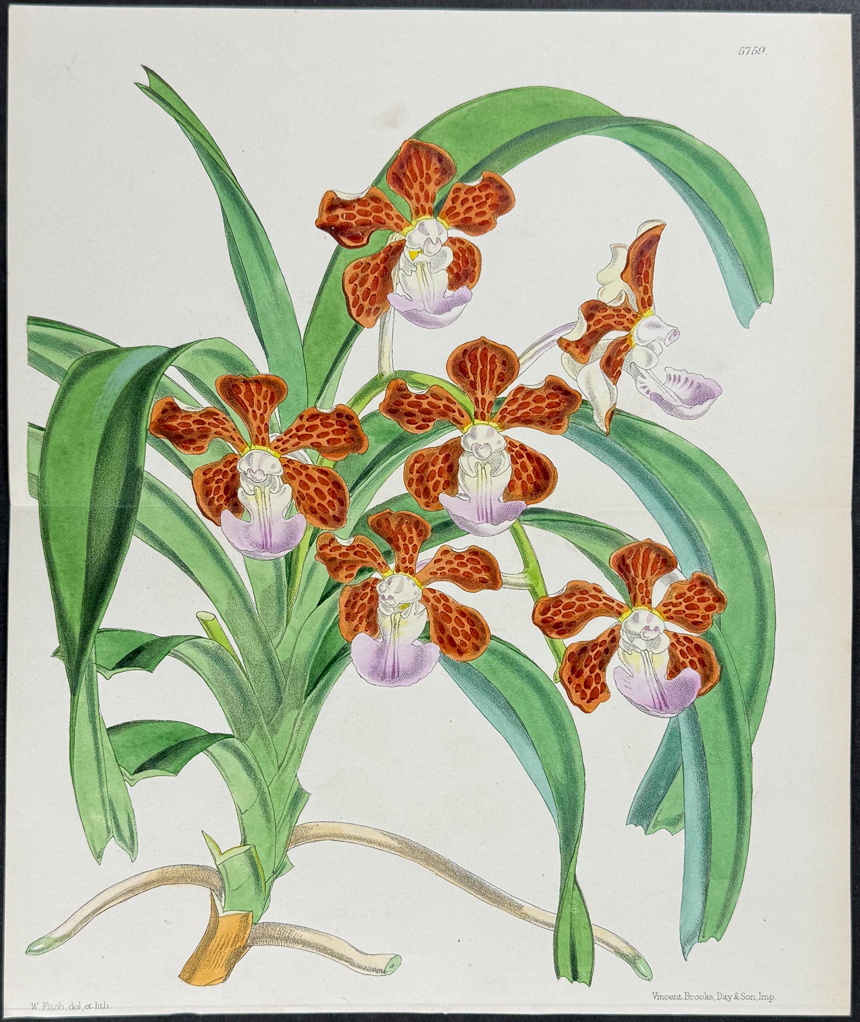 Orchid [Noble Vanda]