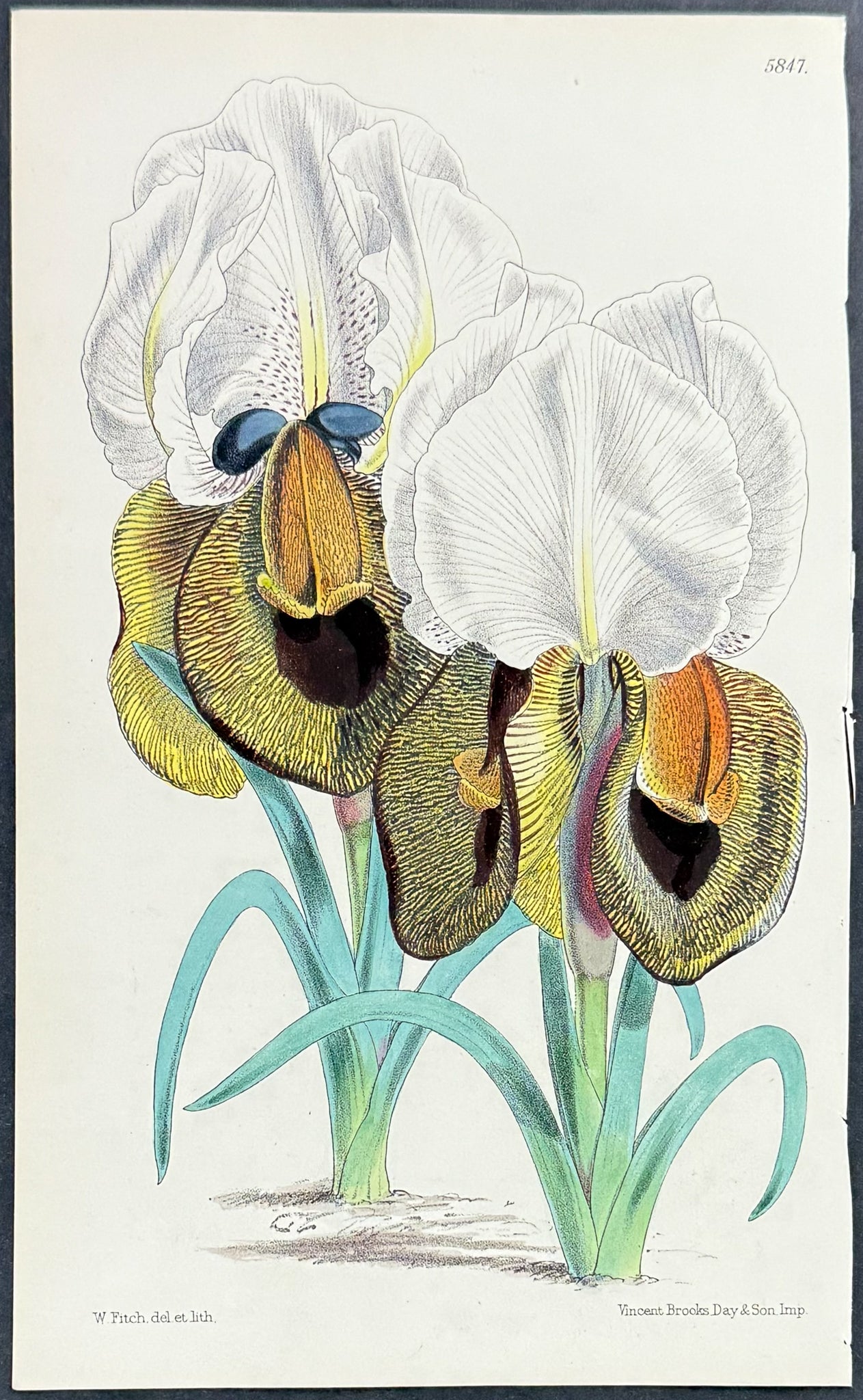Iberian Iris
