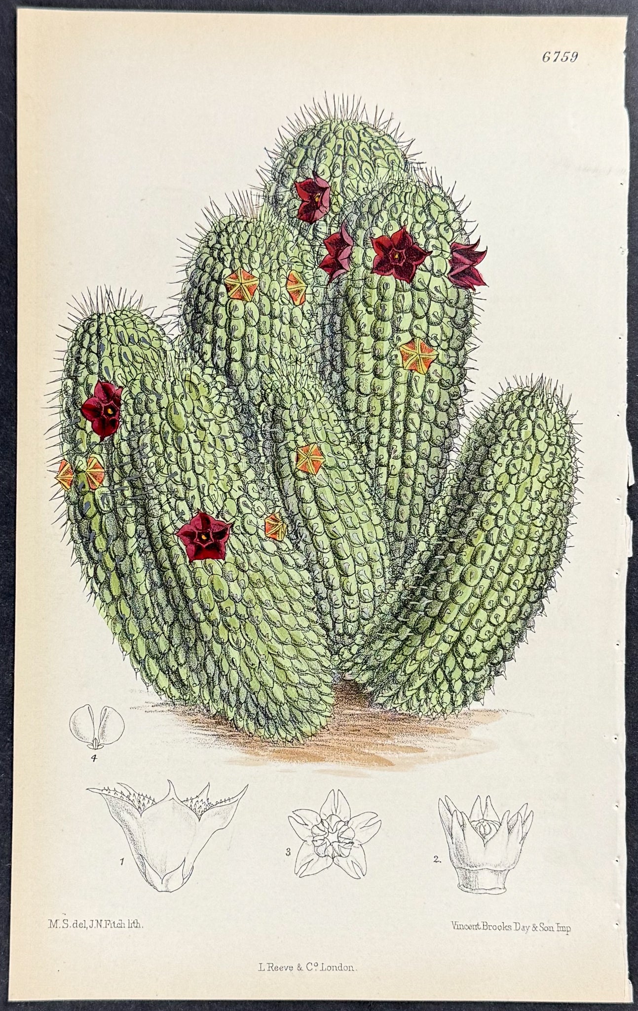 Cactus [Trichocaulon piliferum]