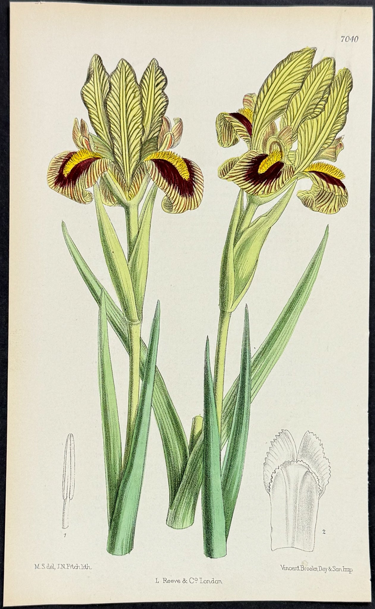 Iris Meda