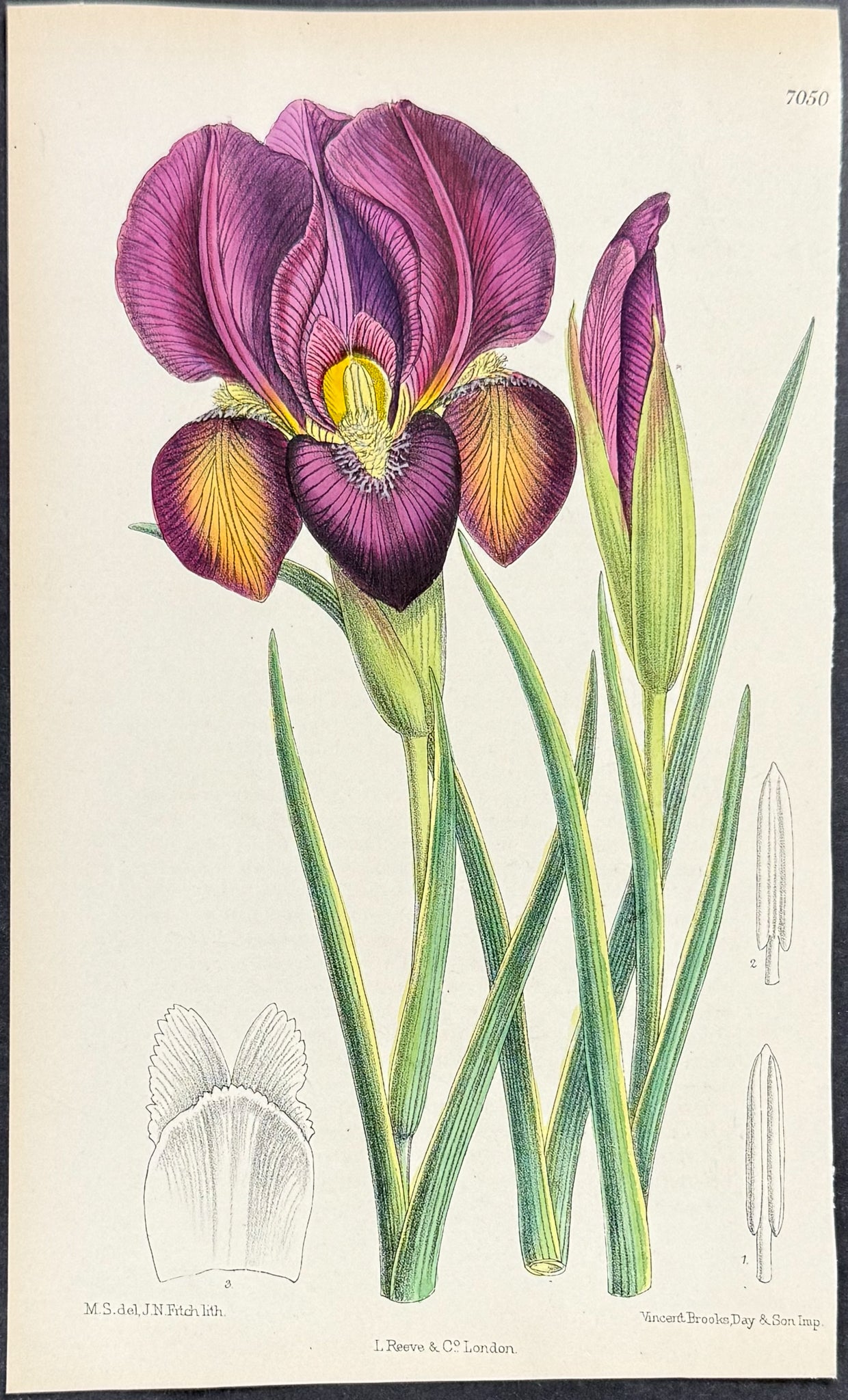 Iris Barnumae