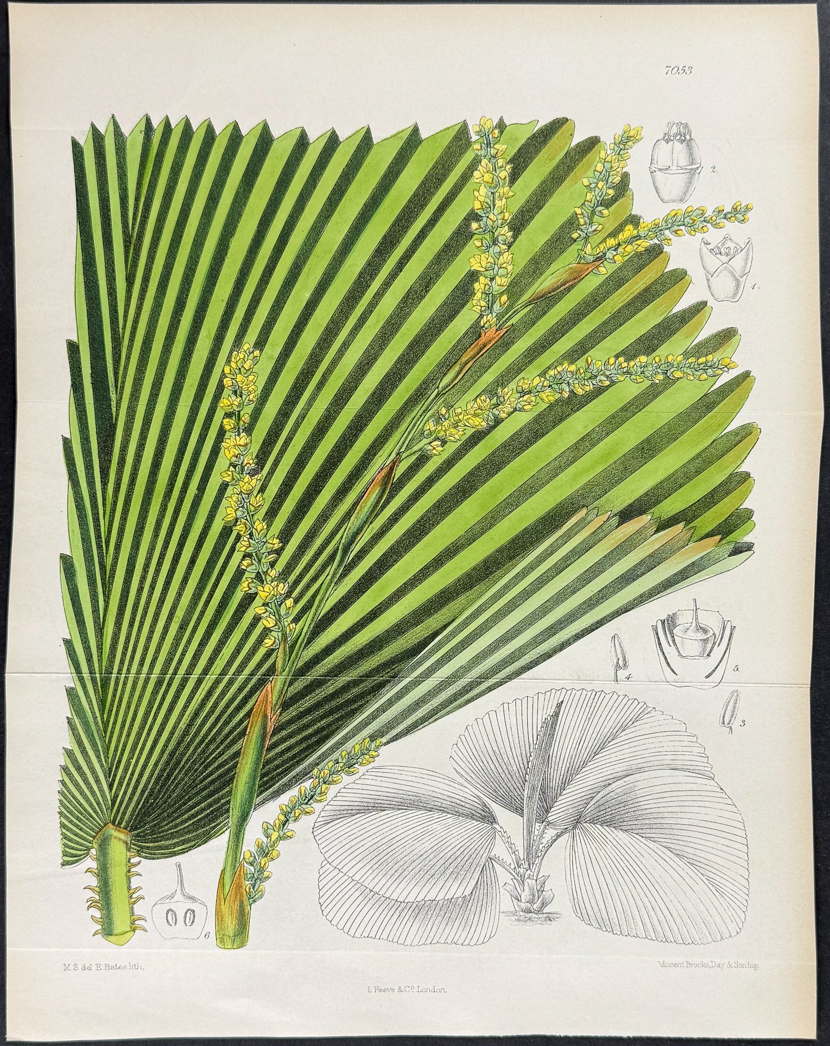 Palm [Licuala Veitchii]