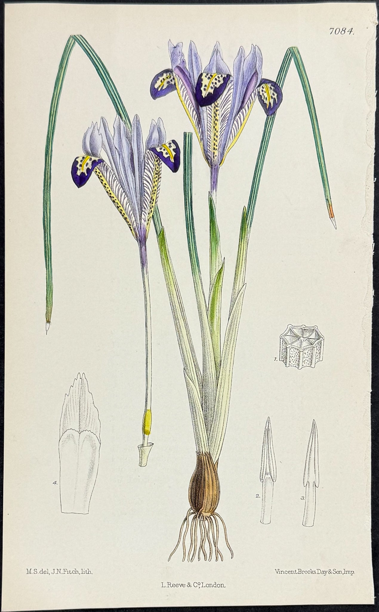 Iris Bakeriana