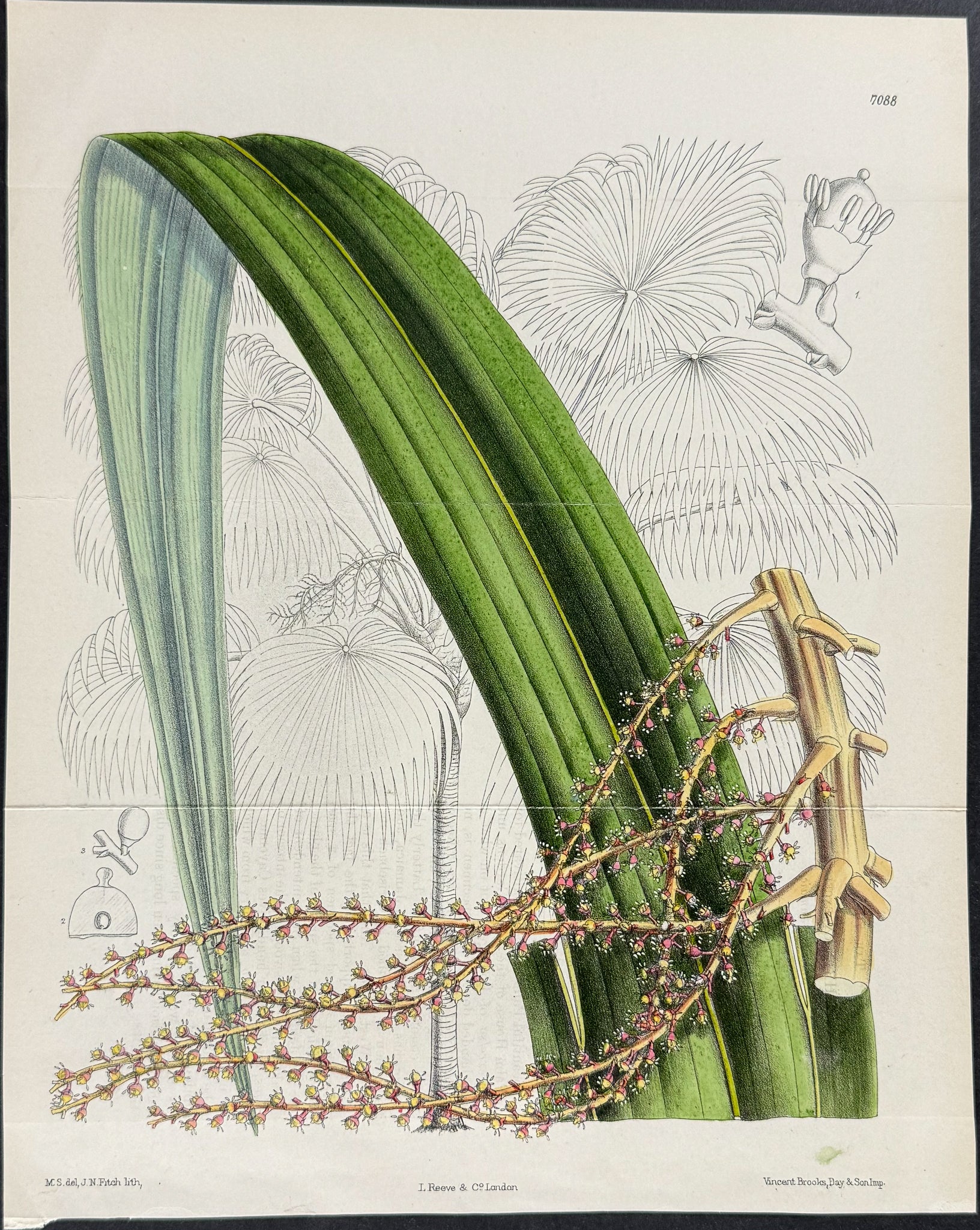 Palm [Thrinax excelsa]