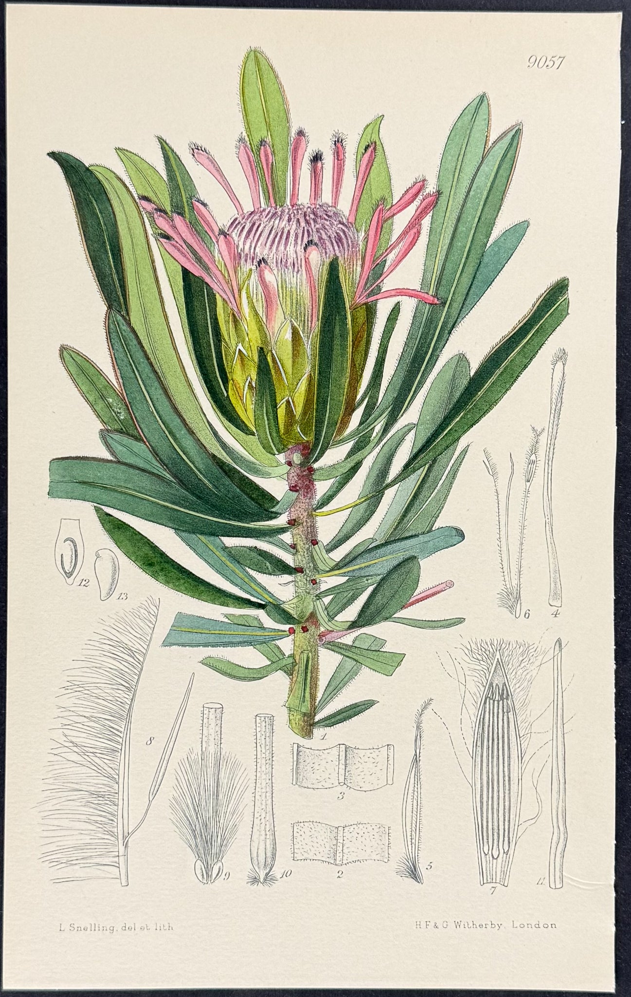 Burchell's Sugarbush [Protea subpulchella]
