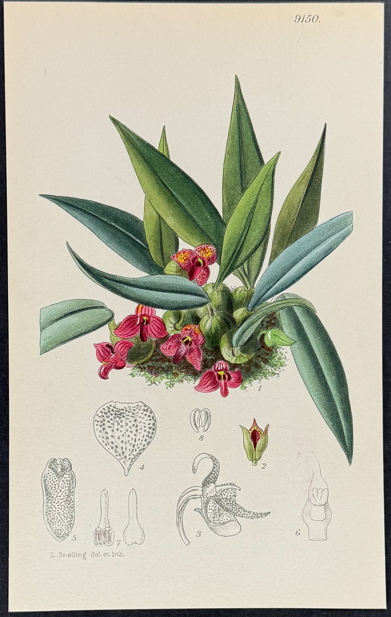 Orchid [Trias Picta]