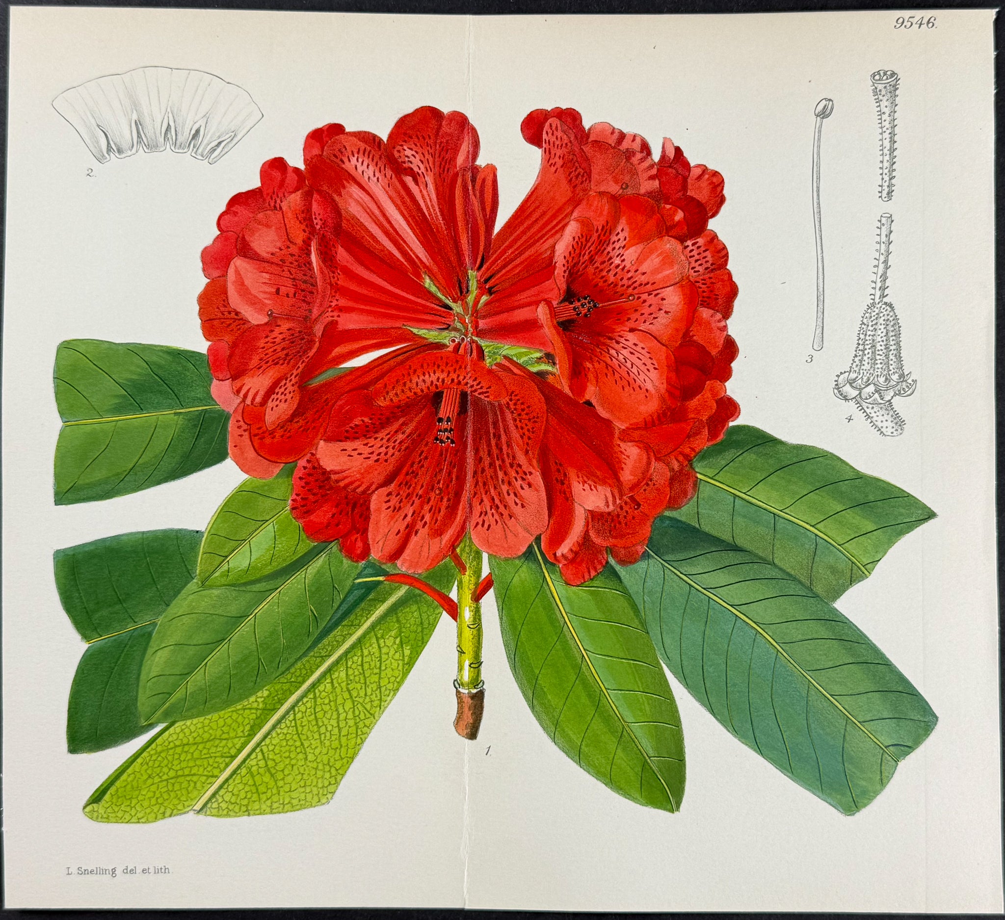 Rhododendron [Rhododendron Elliottii]