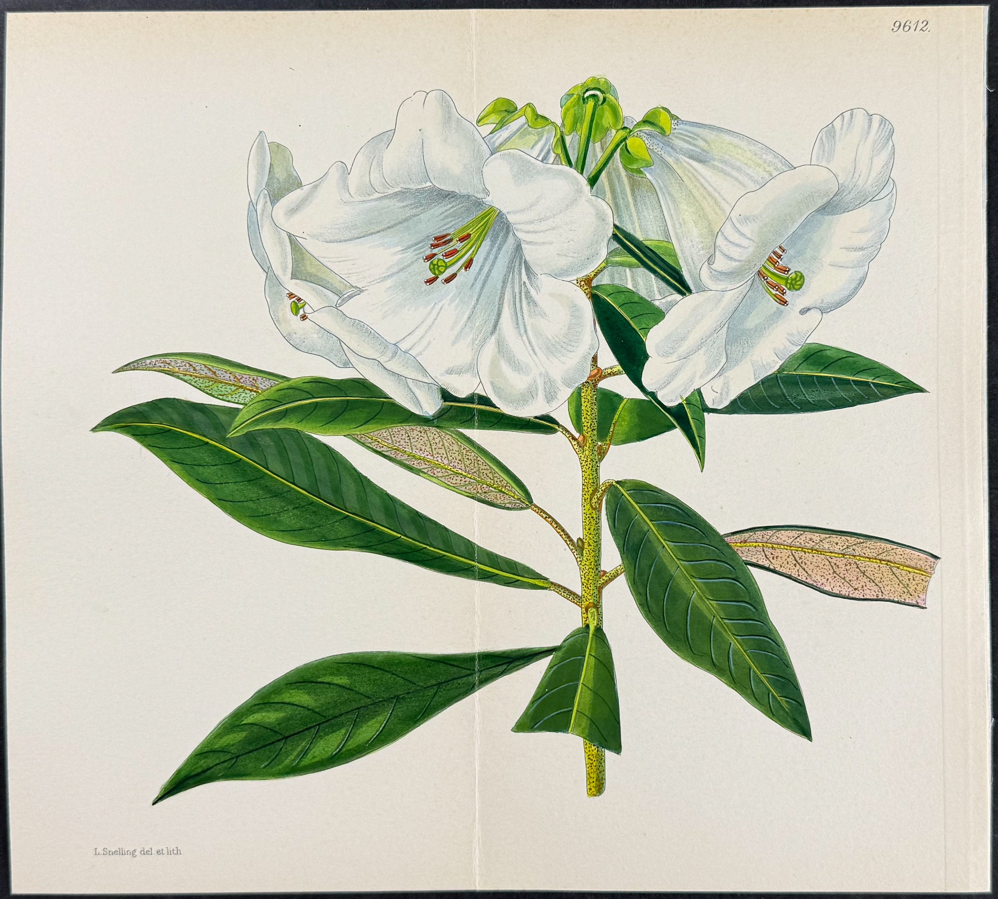 Rhododendron: Rhododendron Taggianum