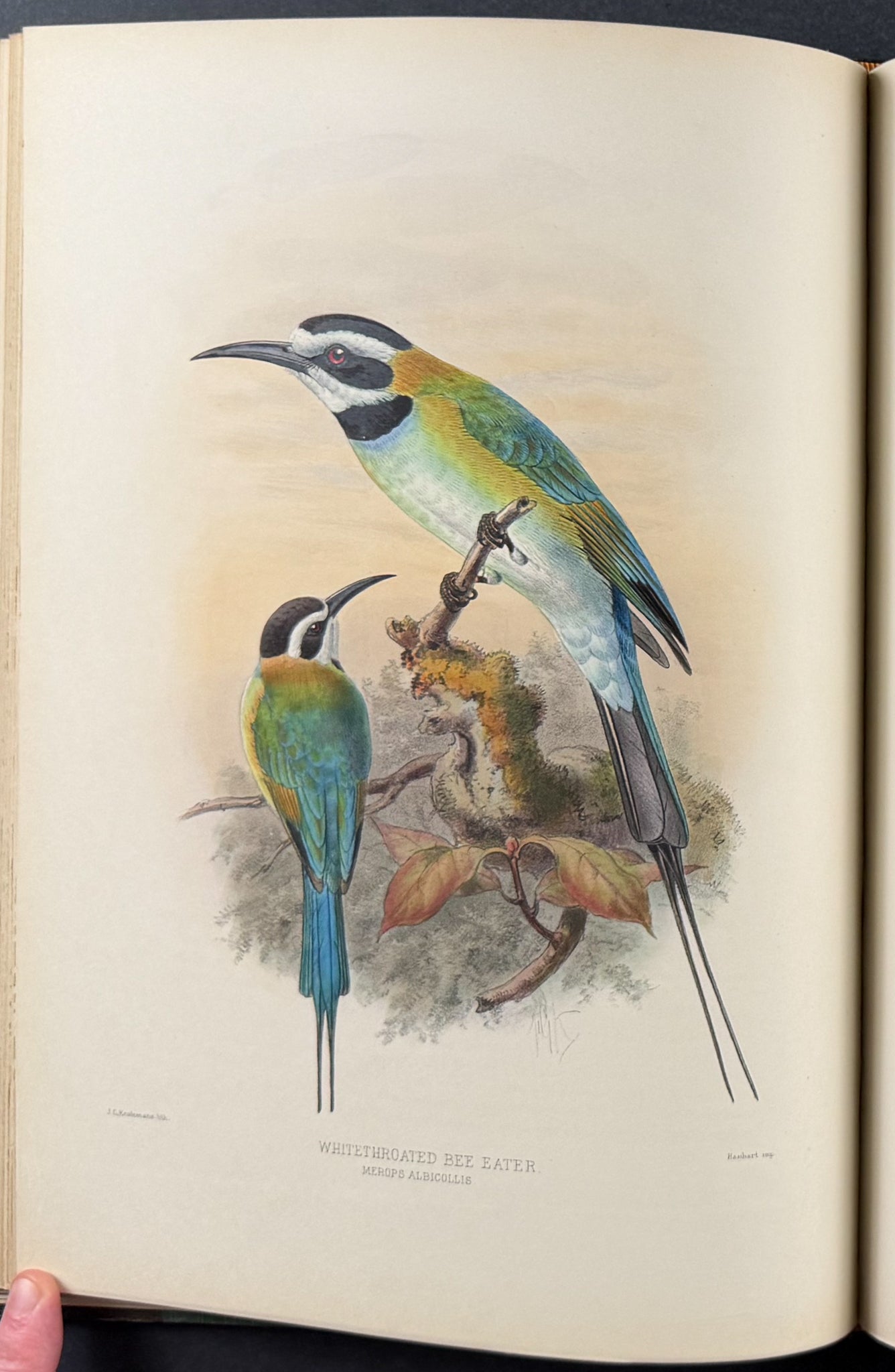A Monograph of the Meropidae