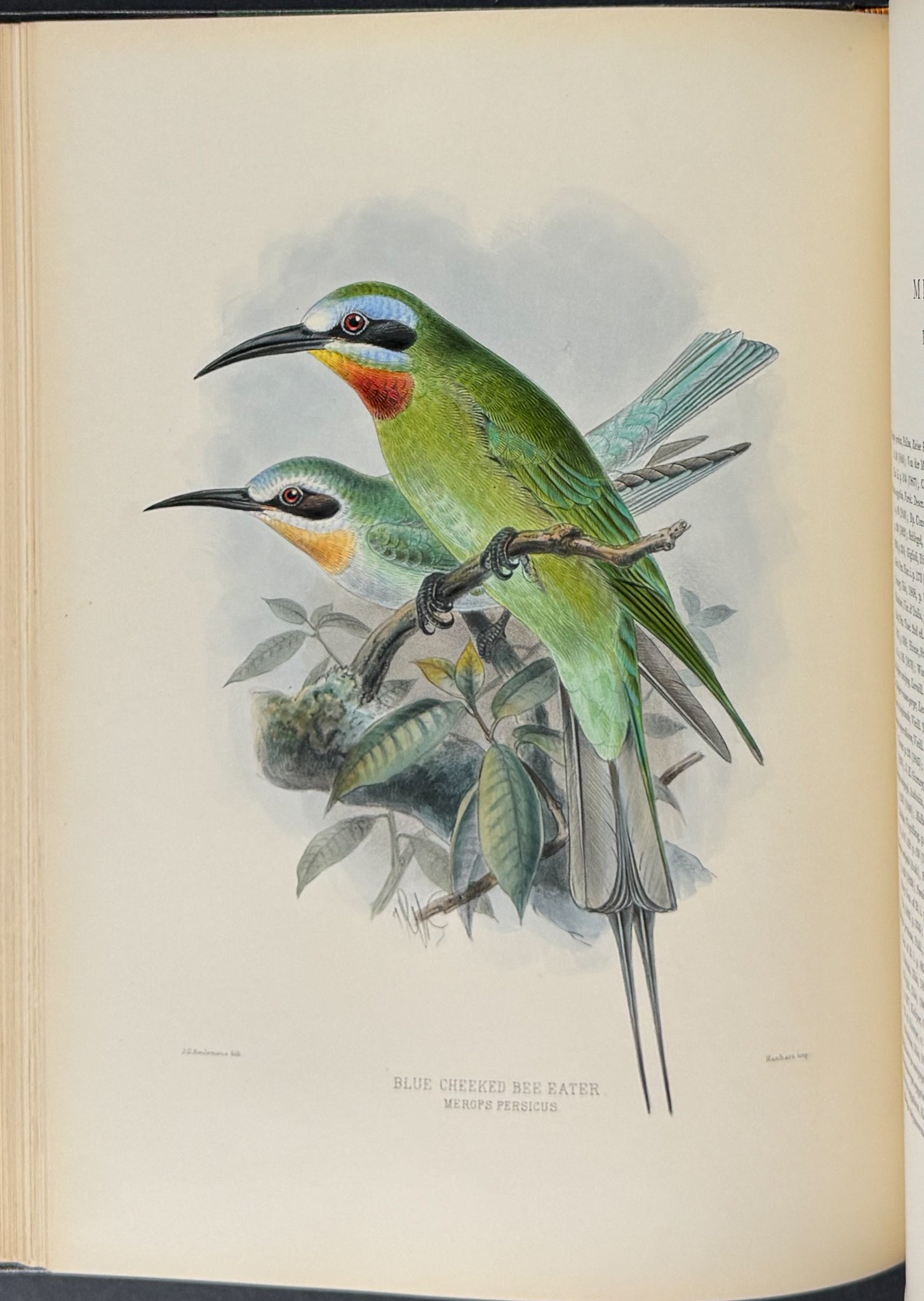 A Monograph of the Meropidae