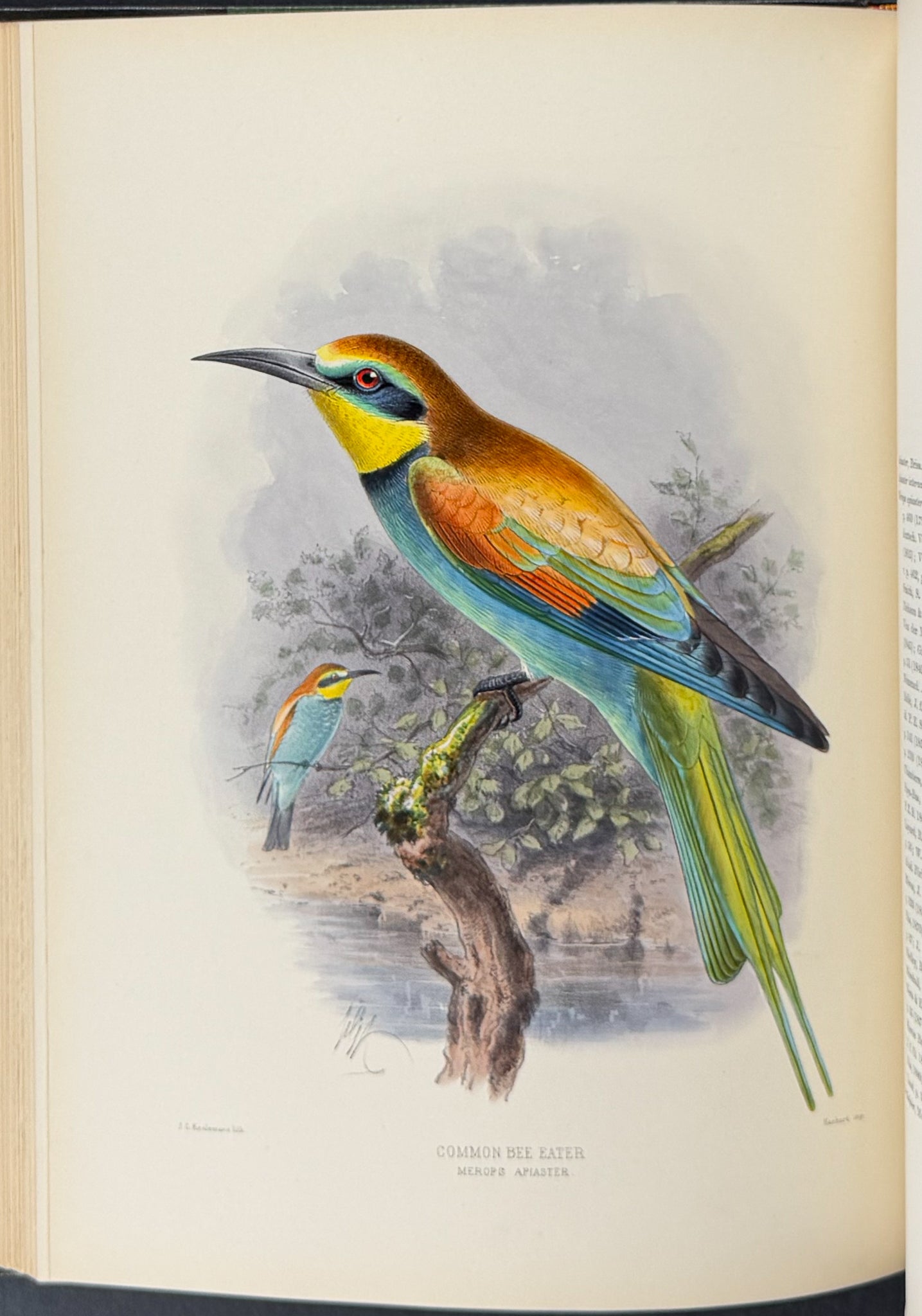 A Monograph of the Meropidae