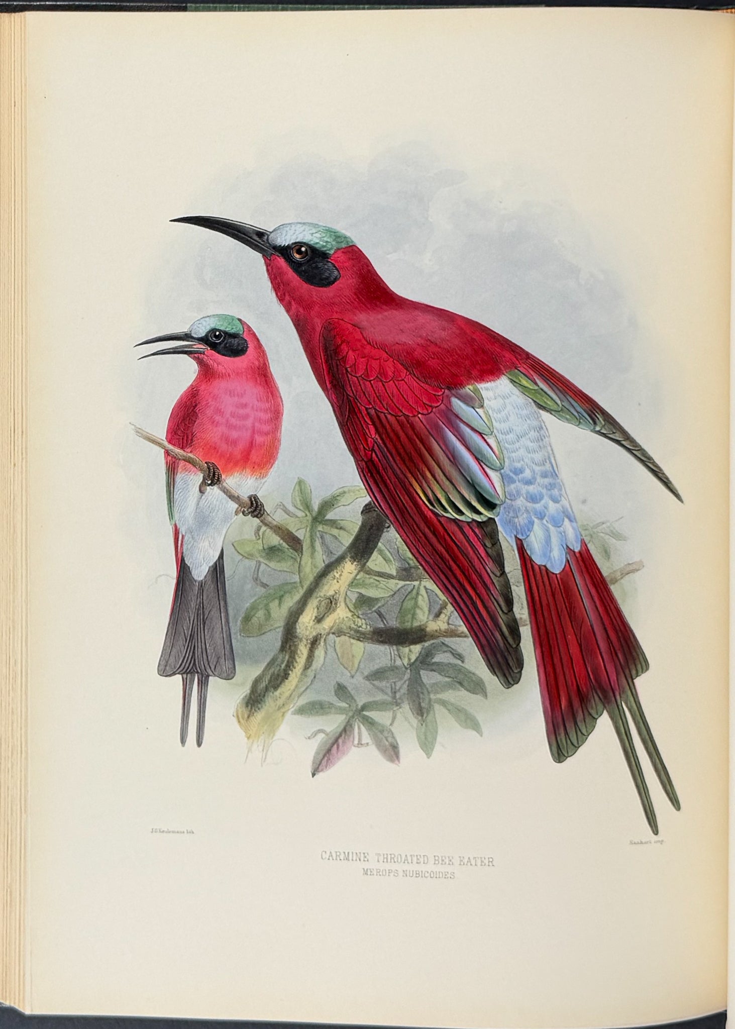 A Monograph of the Meropidae