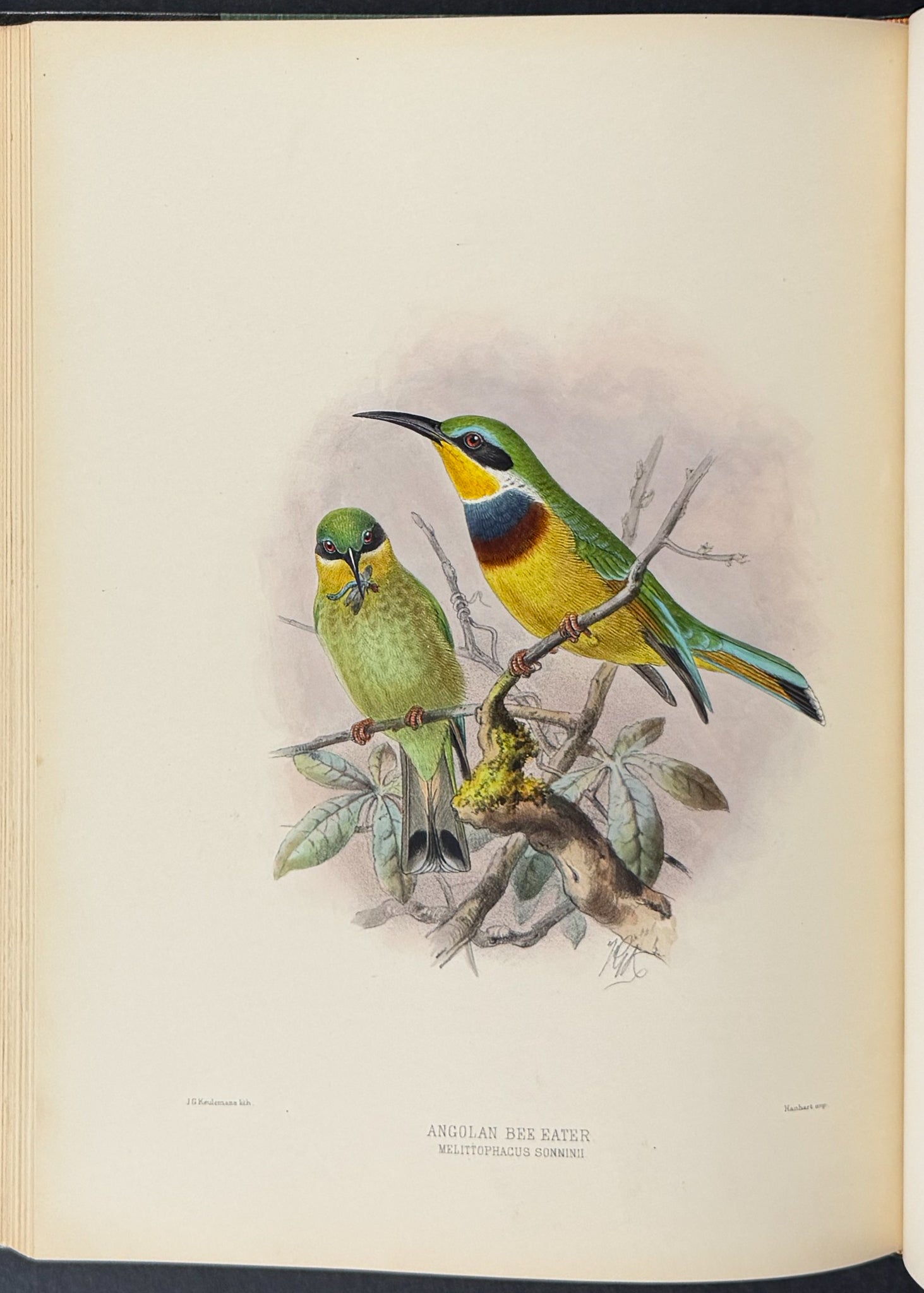A Monograph of the Meropidae