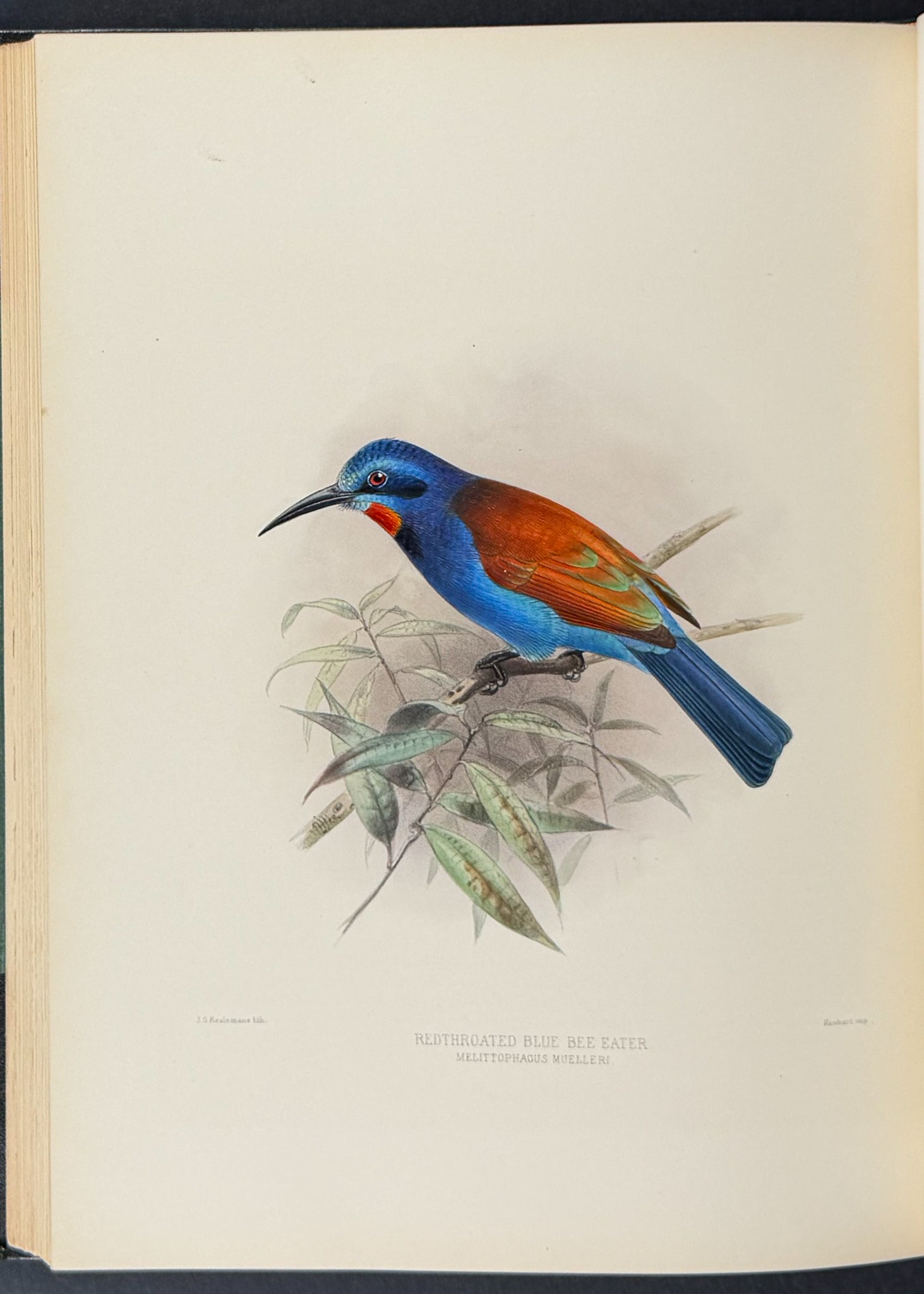 A Monograph of the Meropidae