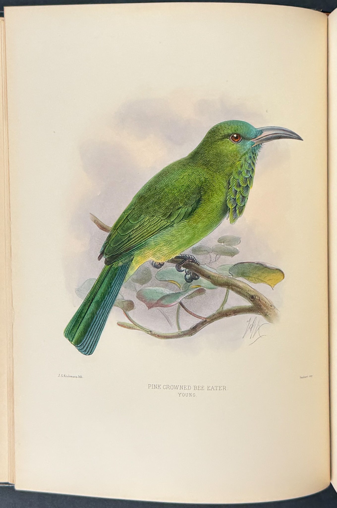 A Monograph of the Meropidae
