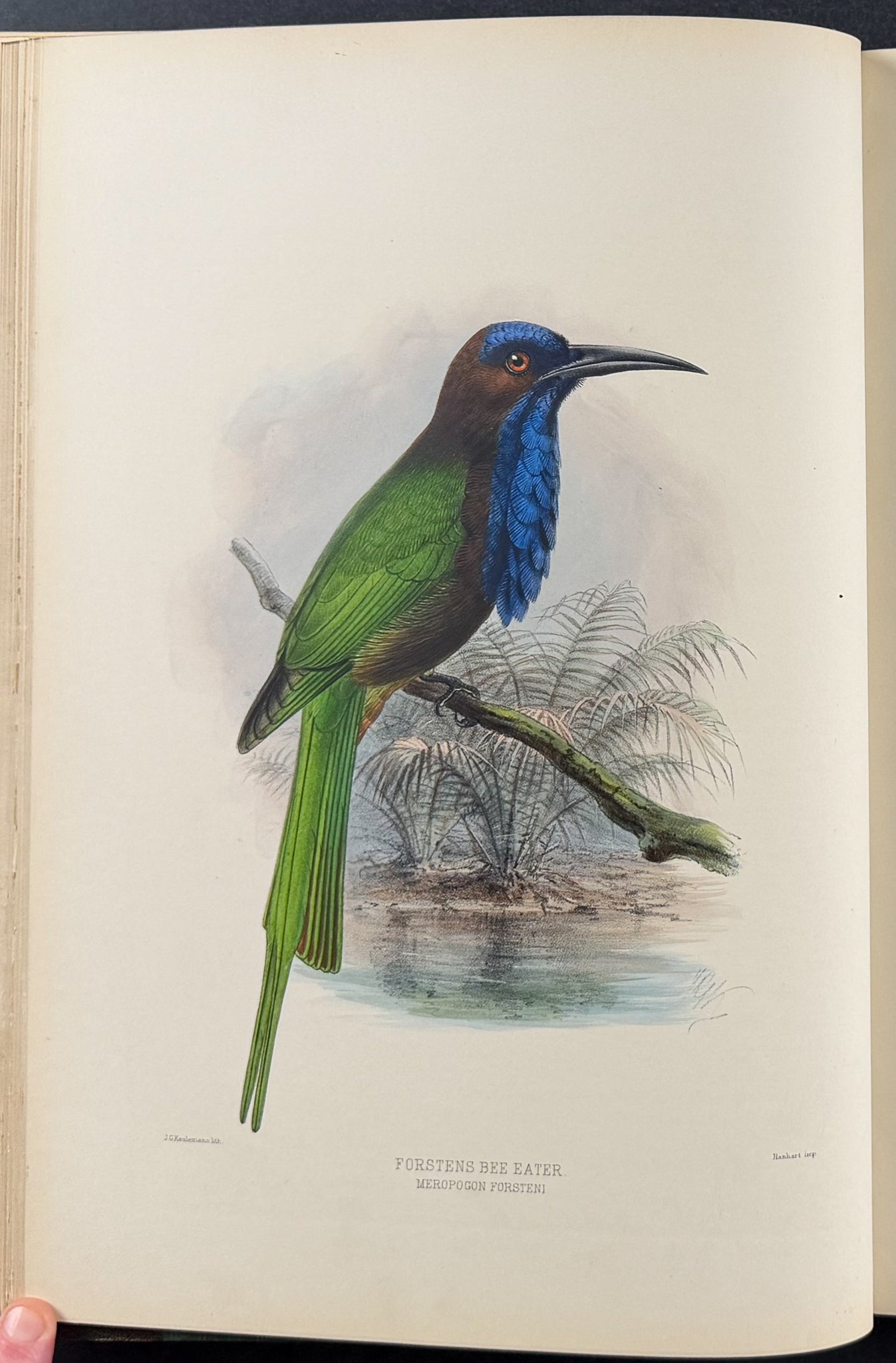 A Monograph of the Meropidae