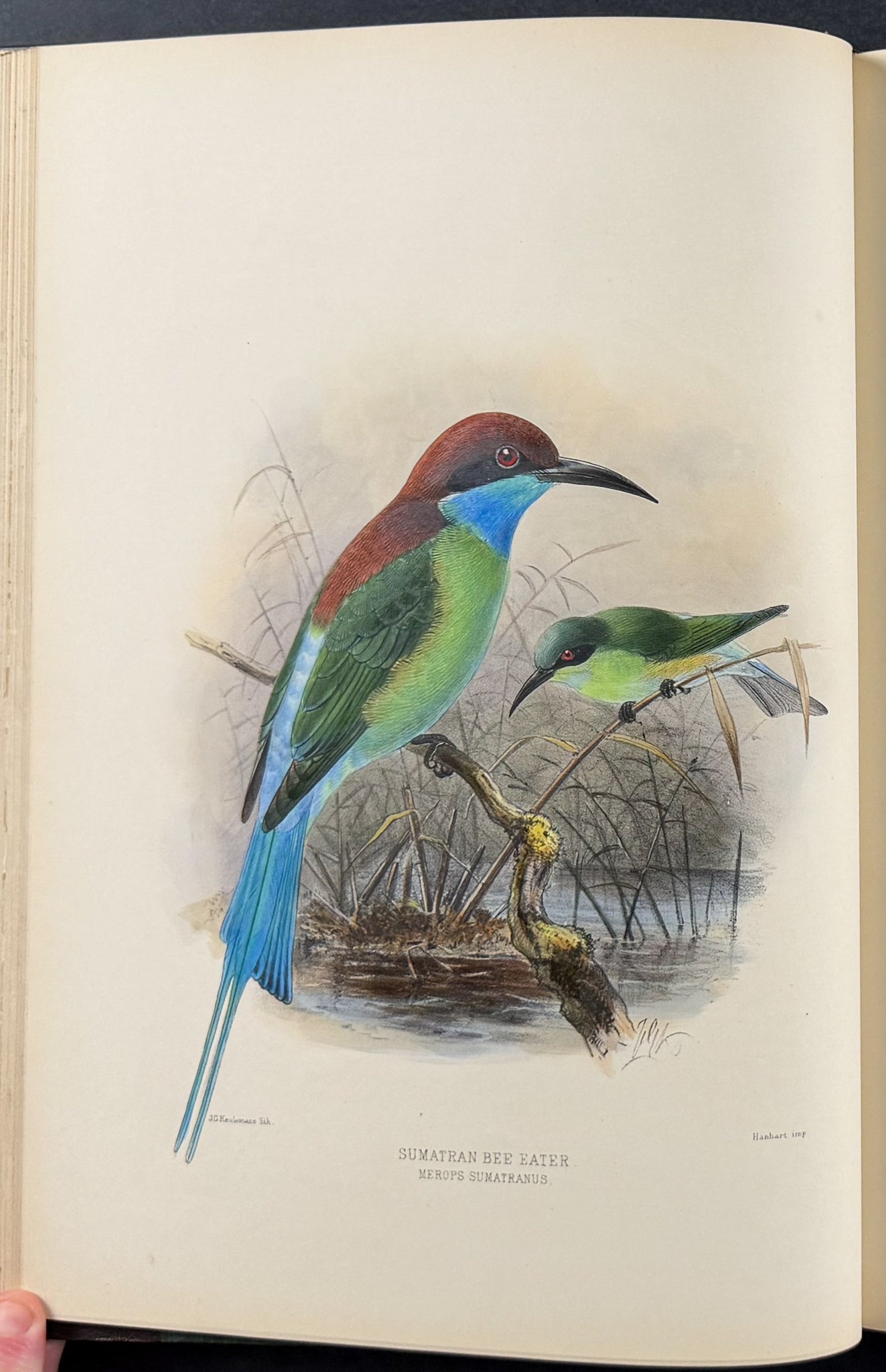 A Monograph of the Meropidae