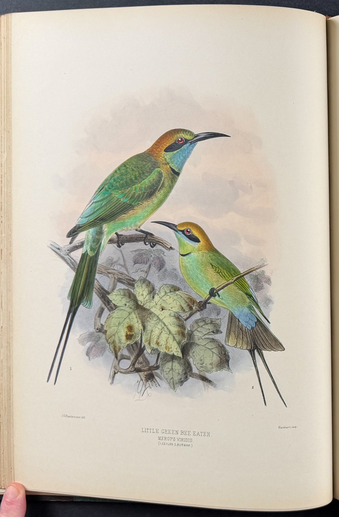 A Monograph of the Meropidae